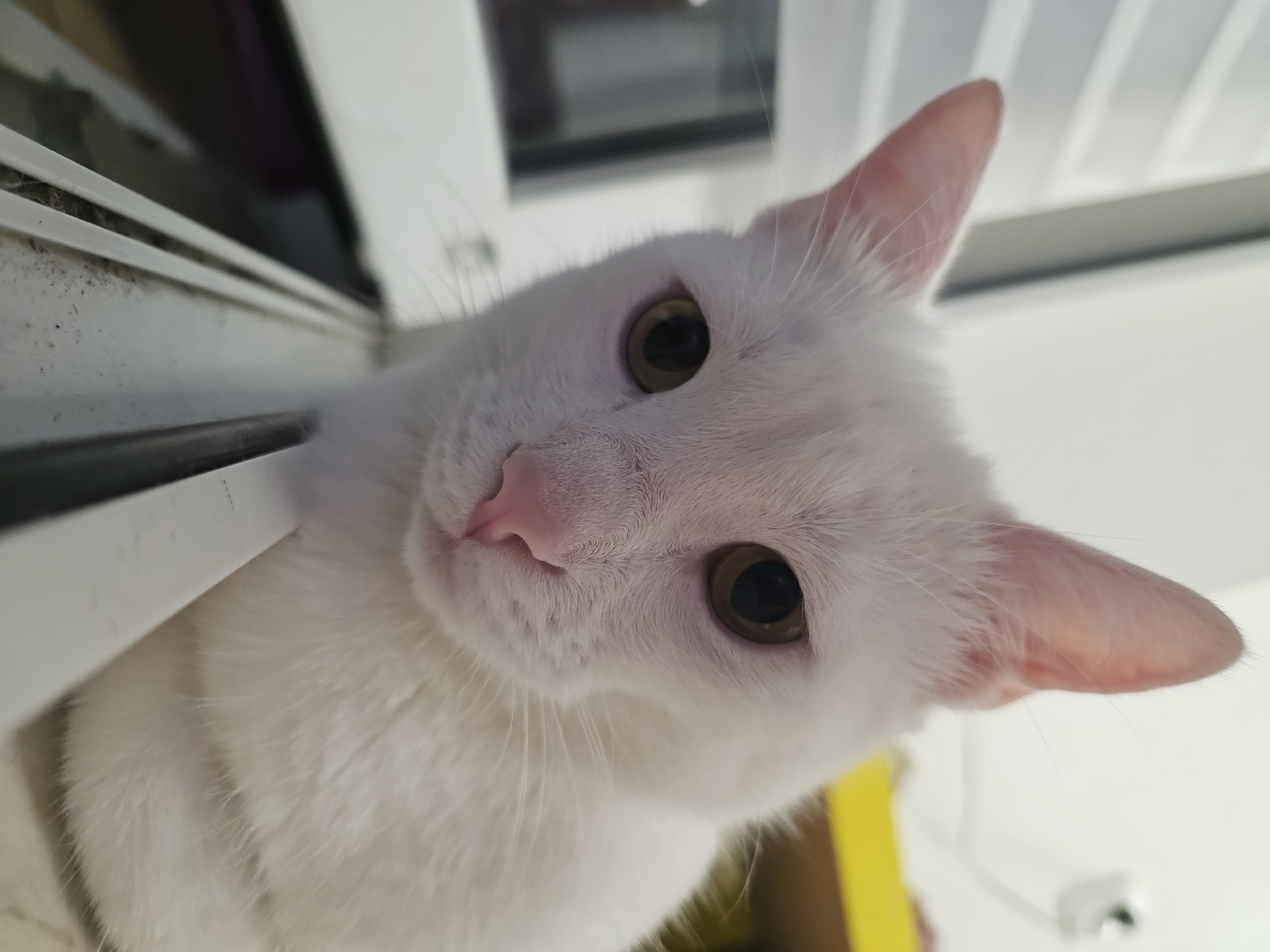 A close-up, head-on shot focuses on the face of a white cat. The cat's eyes are large and a deep brown, with pupils dilated. Its pink nose is prominent, and its white fur is soft and fluffy. The cat is positioned near a window, with a white frame visible in the foreground. The background is blurred, showing hints of indoor elements like a yellow surface and a white wall with an electrical outlet. The lighting is soft, suggesting an indoor setting. The image is taken from a slightly low angle, looking up at the cat.