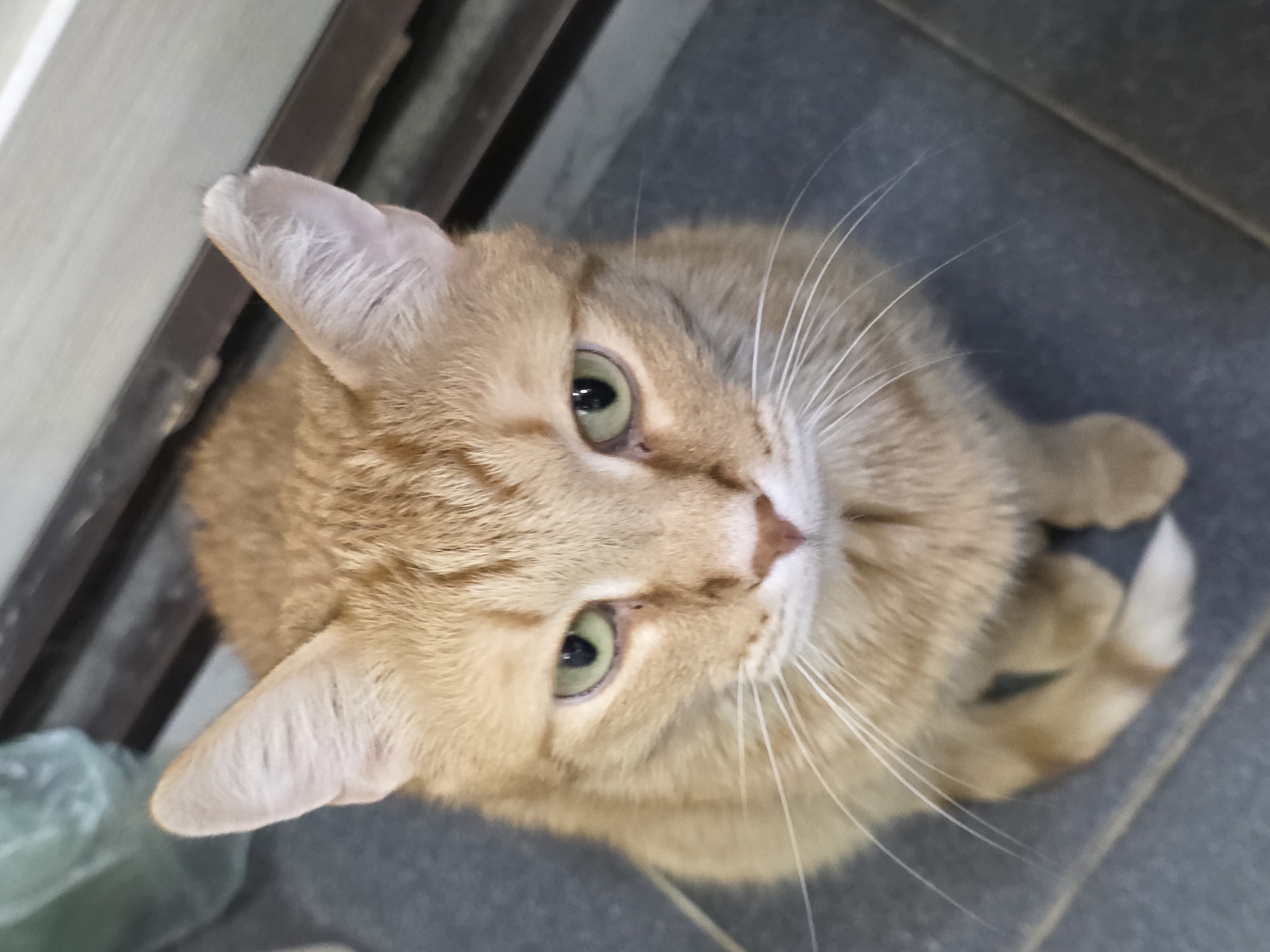 A close-up, high-angle shot features an orange tabby cat with pale green eyes looking directly up at the camera. The cat's face is well-lit, highlighting its features. White whiskers radiate from its muzzle. The background is a blend of gray flooring and a darker, undefined area towards the top and left edges of the frame. A plastic bag is visible. The location and city (Chaikovsky, Russia) are not inferable from the given image.