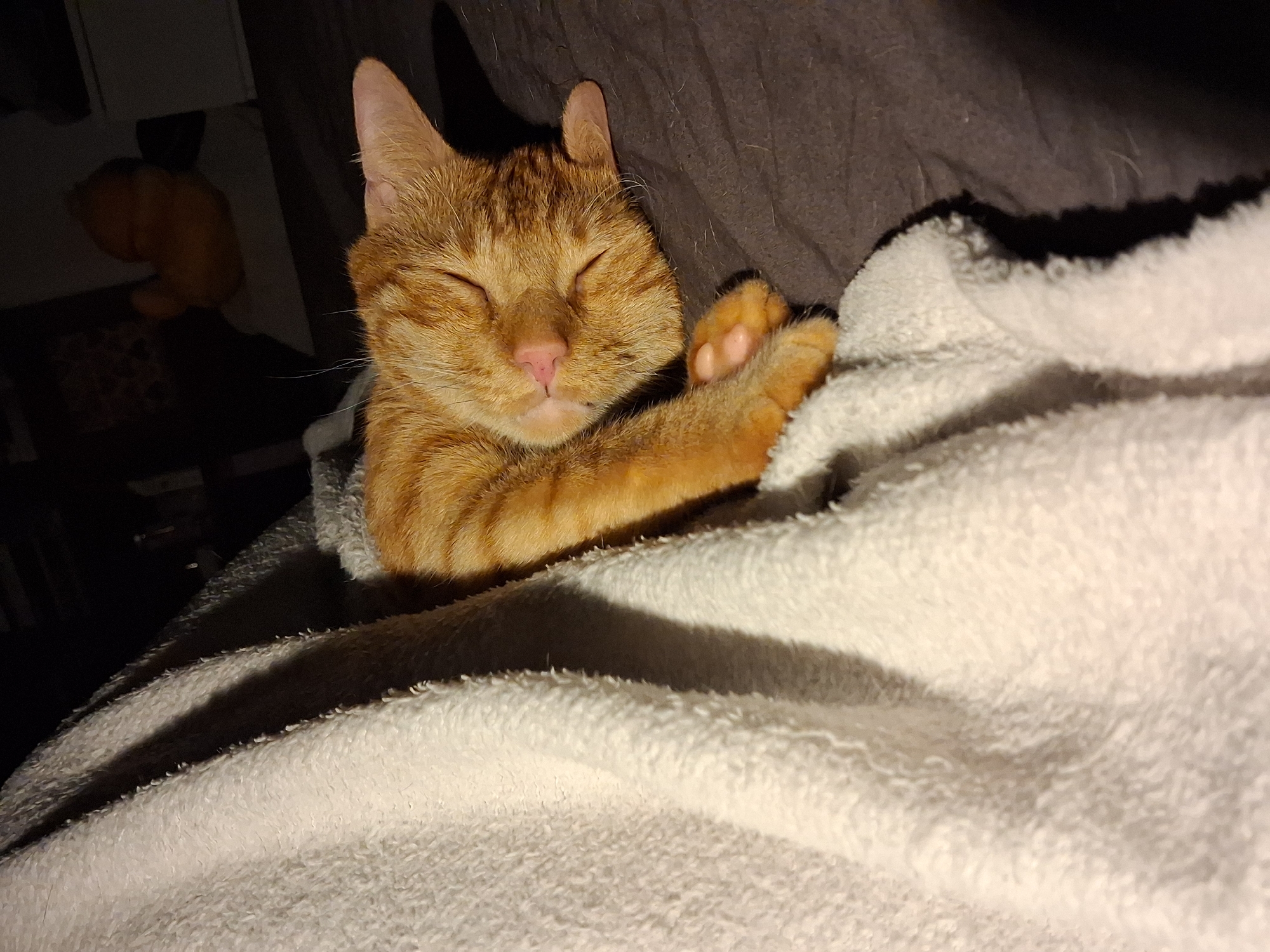 A close-up shot shows an orange tabby cat asleep on a white, textured blanket. The cat is lying on its side, with its eyes closed. One of its front paws is visible, resting near its head. The cat appears relaxed and comfortable. The background consists of a dark gray surface, possibly bedding, and an indiscernible dark area. The location cannot be determined from the image, therefore, a location within Varna, Bulgaria is not discernible.