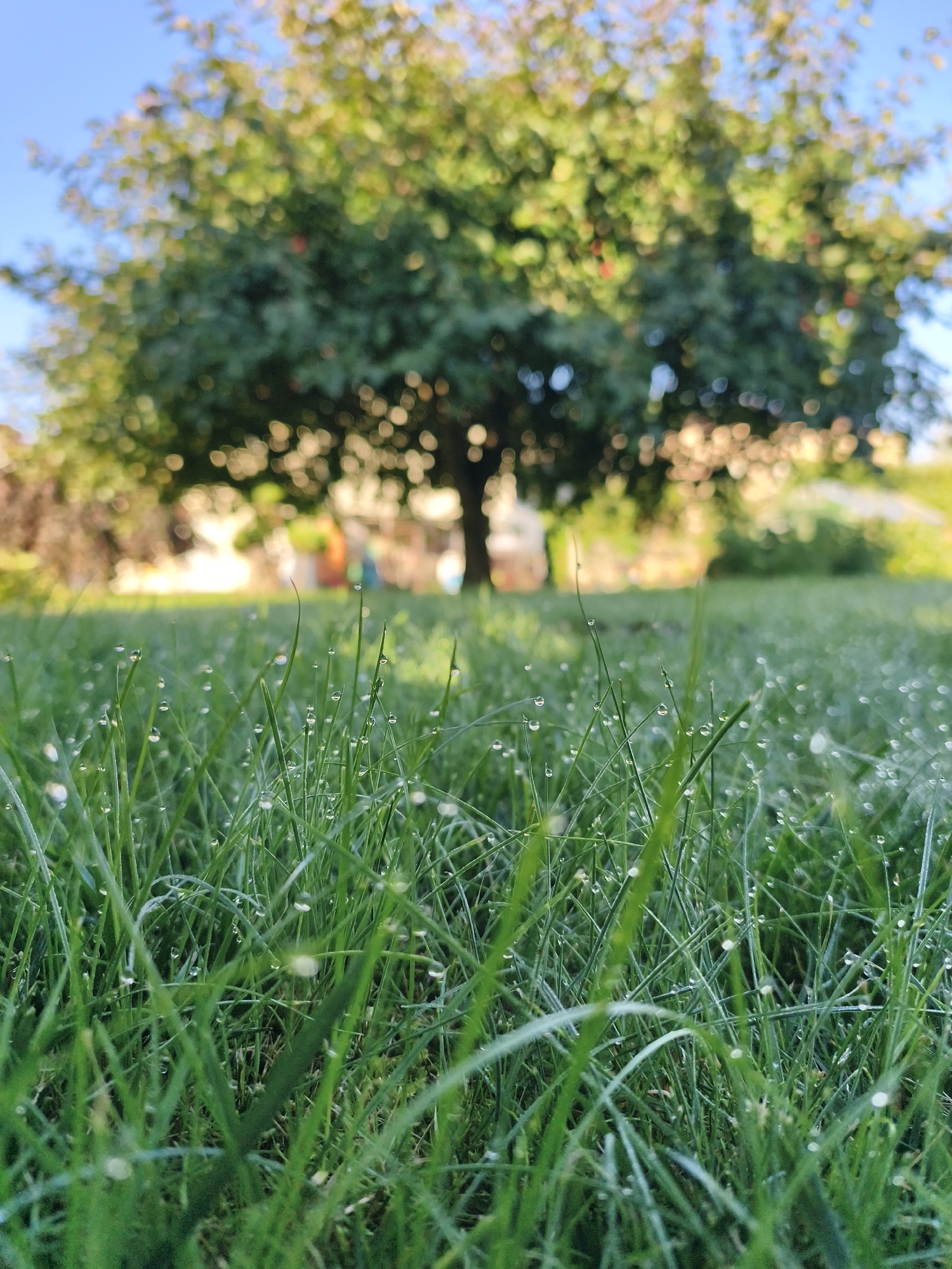 This is a low-angle, close-up, vertical photograph of dewy grass in Tczew, Poland. The foreground is dominated by sharp blades of green grass, many adorned with tiny, spherical water droplets that reflect light. The blades are dense and create a textured surface. In the mid-ground and background, the focus softens considerably, presenting a blurred, sun-dappled effect. A large tree with green foliage, possibly a fruit tree, is visible, its leaves catching the sunlight. The sky is a clear, bright blue. The environment appears to be a park or garden area. There are no people or animals present in the image. The scene captures a serene morning atmosphere.