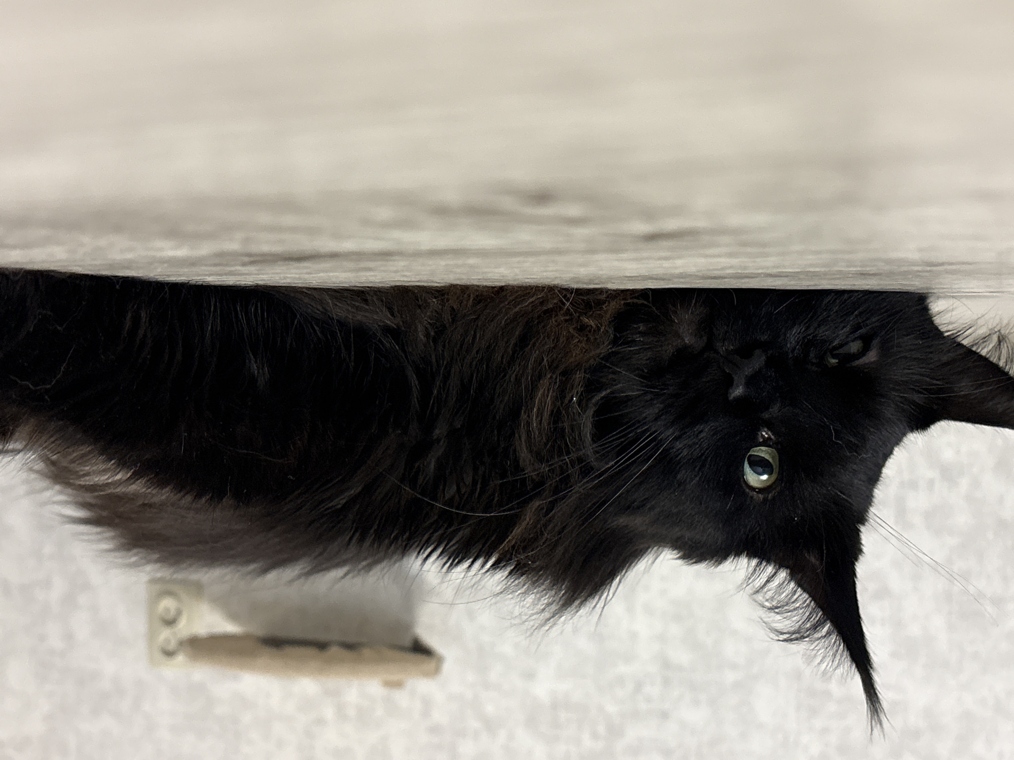 A black long-haired cat is lying on a light-colored, textured surface, likely a floor. The cat is positioned horizontally, with its head towards the left side of the frame and its body extending to the right. Its eyes are open, and it appears to be looking slightly to the left. The background consists of a textured, light-colored wall with a small, light-brown object mounted on it, possibly a shelf or a bracket. The lighting is soft, casting gentle shadows. The image is a close-up shot, focusing on the cat and its immediate surroundings. This scene does not provide any information about the city of Krasnokamsk, Russia, nor does it depict any people or specific urban elements.