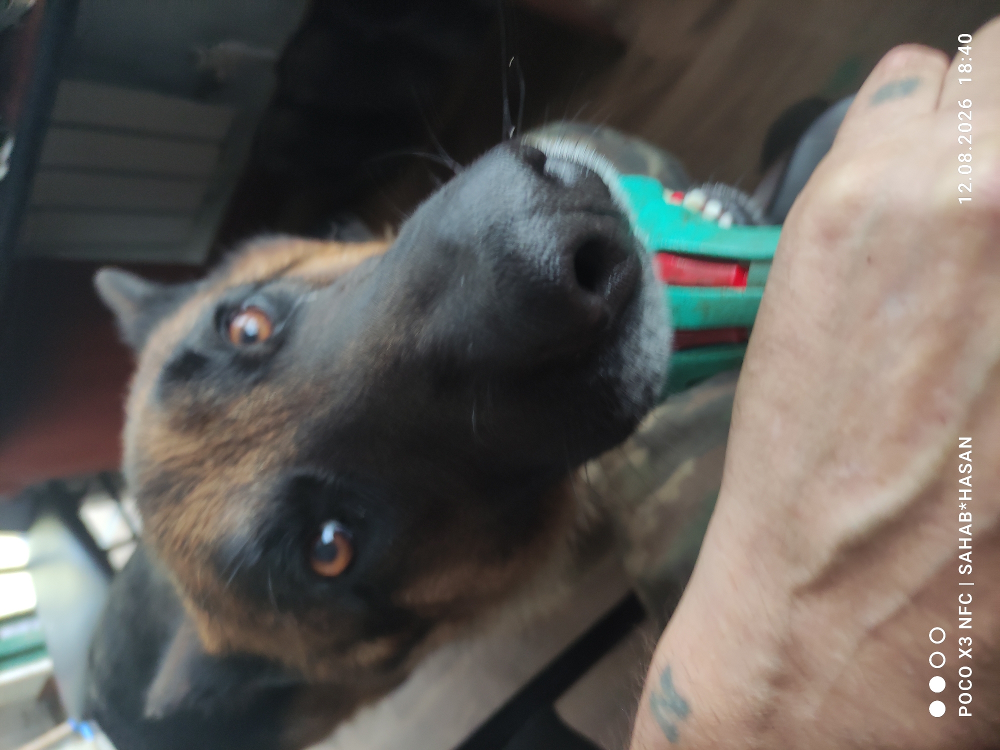 A close-up, eye-level shot shows a German Shepherd dog looking directly at the camera with its nose almost touching a teal and red chew toy. The dog has brown eyes and black and tan fur. A human hand, partially visible on the left side of the frame, appears to be holding the toy. A tattoo is visible on the back of the hand. The background is out of focus, but suggests an indoor setting with furniture and a window. The bottom of the image displays a timestamp, "12.08.2026 18:40," and the text "POCO X3 NFC | SAHAB*HASAN". The location is not specified as Kostroma, Russia.