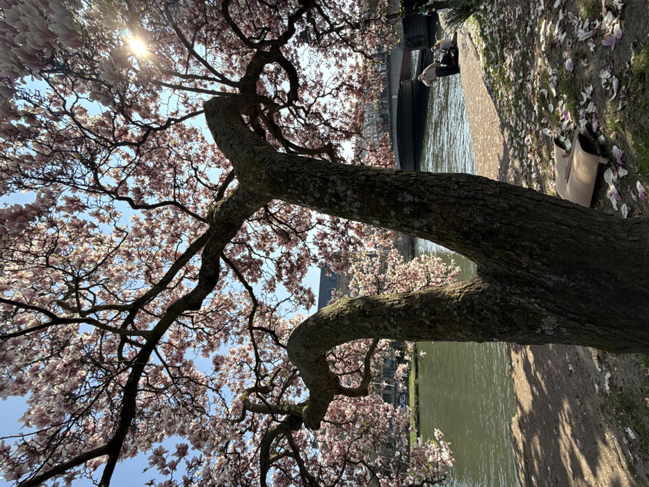 The image depicts an outdoor scene in Strasbourg, France, along the banks of the Ill River, likely near the Quai des Bateliers or Quai Saint-Nicolas, with the Pont Saint-Guillaume bridge visible in the background.
A large, mature deciduous tree, identified as a magnolia due to its profuse light pink blossoms, dominates the foreground. Its gnarled, dark brown trunks and branches extend upwards and across the frame, forming a dense canopy against a clear blue sky. Strong sunlight from the upper right casts a bright lens flare and illuminates the blossoms.
Below the tree, the immediate riverbank is a dirt path covered with numerous fallen pink petals. Two pieces of crumpled light brown material, resembling cardboard, are present on the ground in the lower right.
The Ill River, characterized by its greenish-brown water, flows horizontally through the middle ground. Spanning the river in the mid-background is a multi-arched, grey stone bridge with visible railings.
On the far bank, beyond the bridge, historical buildings with dark roofs and lighter facades are visible, consistent with Strasbourg's architecture.
Two individuals are positioned on the riverbank to the right, near the water's edge and beneath the bridge structure. One person, wearing light-colored clothing, stands or kneels with their back mostly to the camera, appearing to attend to something at ground level. A second person is seated or crouched beside them.