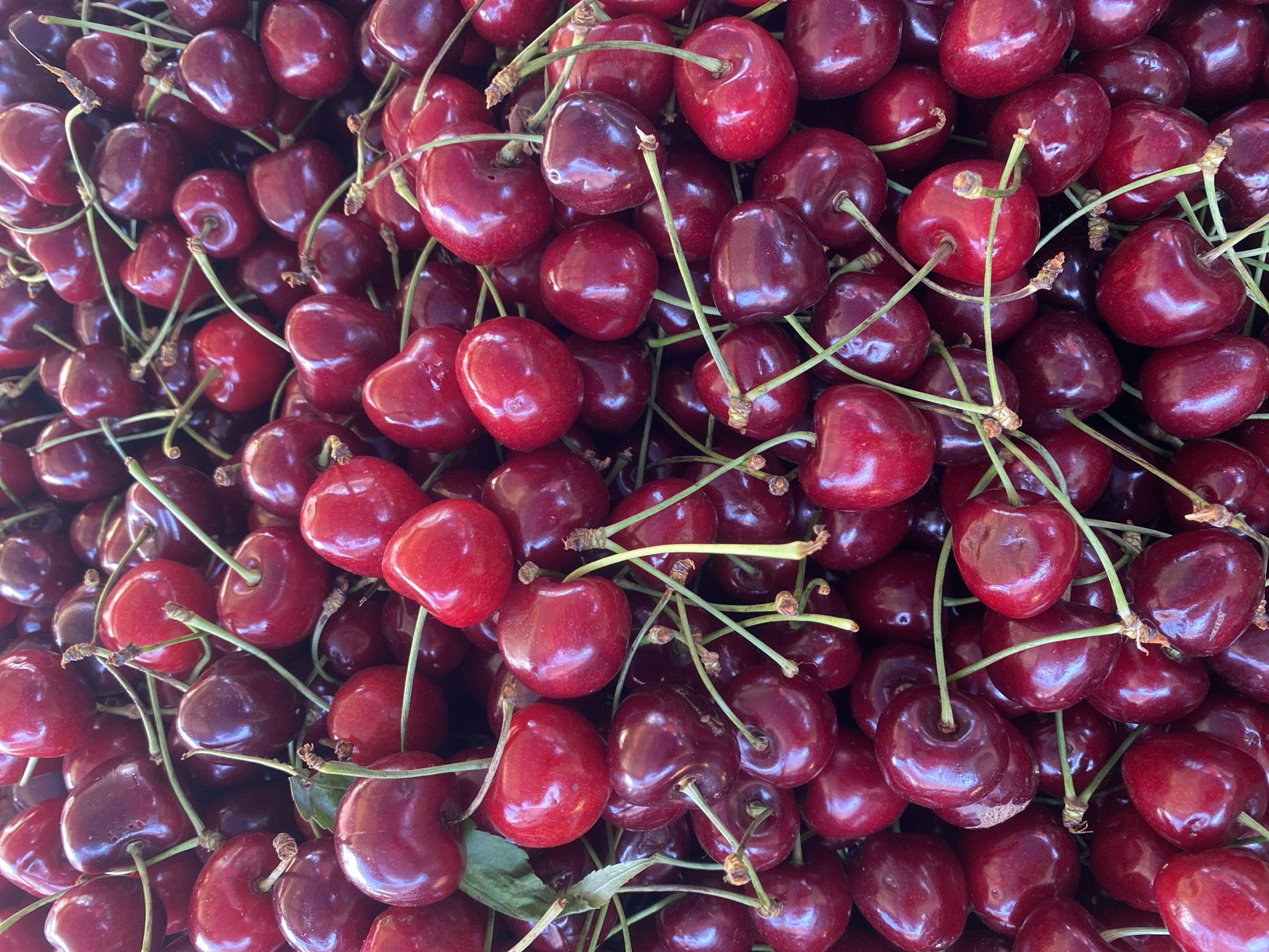 This media file is a close-up, top-down view of a large pile of ripe, dark red cherries. The cherries are glossy and appear to be fresh, with some still attached to their green stems. The lighting suggests it is daytime, likely outdoors given the natural subject matter. The shallow depth of field blurs some of the cherries in the background, drawing focus to the sharp details of those in the foreground. There is no text visible in the image. The setting is a collection of cherries, possibly at a market or being prepared for sale, given the sheer quantity. The scene evokes a sense of freshness and abundance, typical of fruit produce. The image is devoid of any human presence or identifiable landmarks, making it difficult to pinpoint a specific location beyond the general context of fruit production or retail. Considering the provided location context of Novorossiysk, Russia, these cherries could be a local crop.