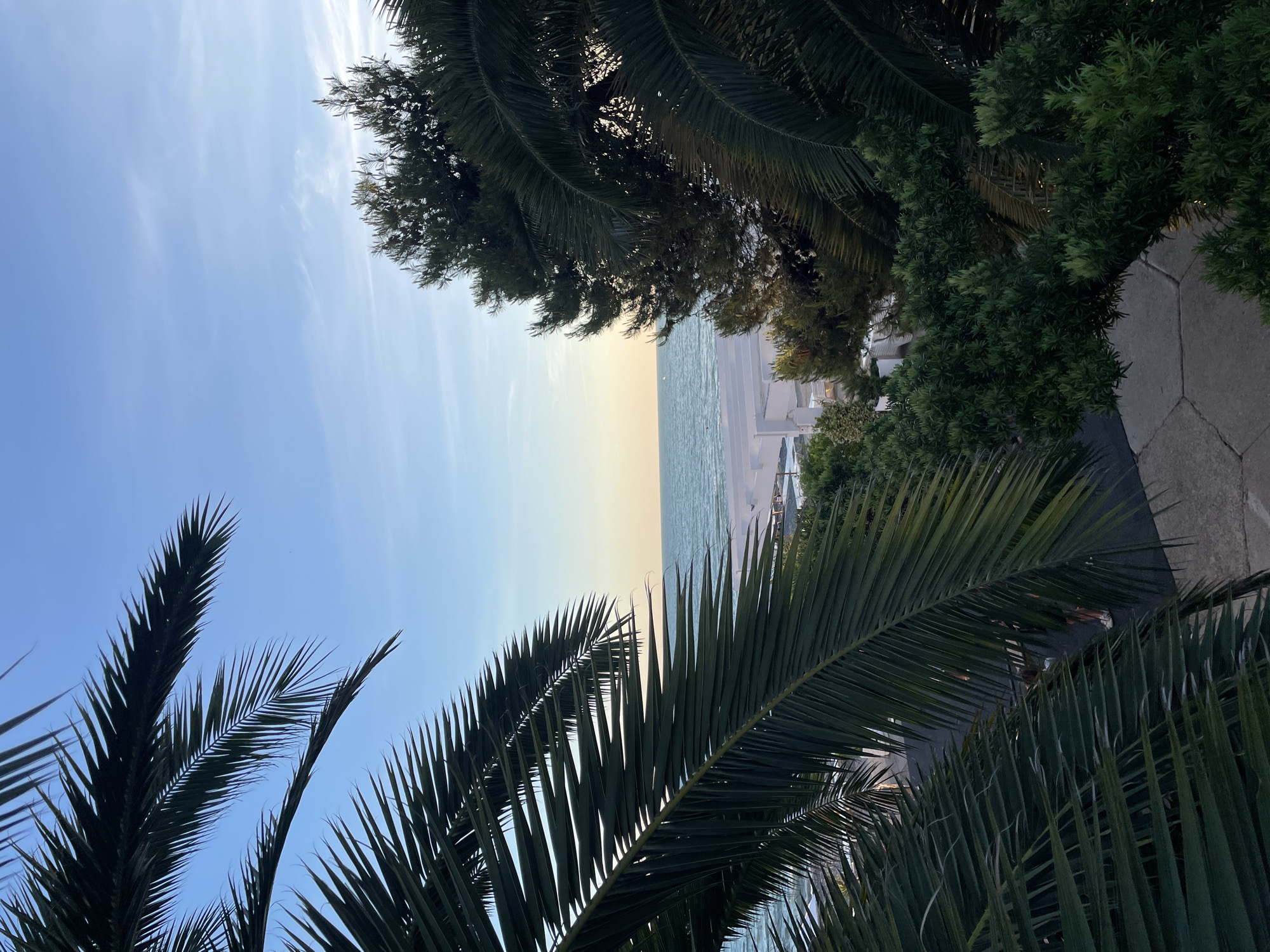 This is a photograph of a view from a balcony in Sochi, Russia, looking towards the Black Sea. The foreground is dominated by the lush green fronds of palm trees, framing the scene. Beyond the foliage, a strip of white beach with white structures, possibly lounge chairs and umbrellas, is visible. The sea is a calm blue, meeting a pale yellow horizon where the sky transitions from a light blue to a deeper hue. A few scattered clouds are present in the sky. Further down, a dark path or road is visible with some indistinct figures of people walking. The overall impression is a serene coastal landscape at dusk or dawn.
