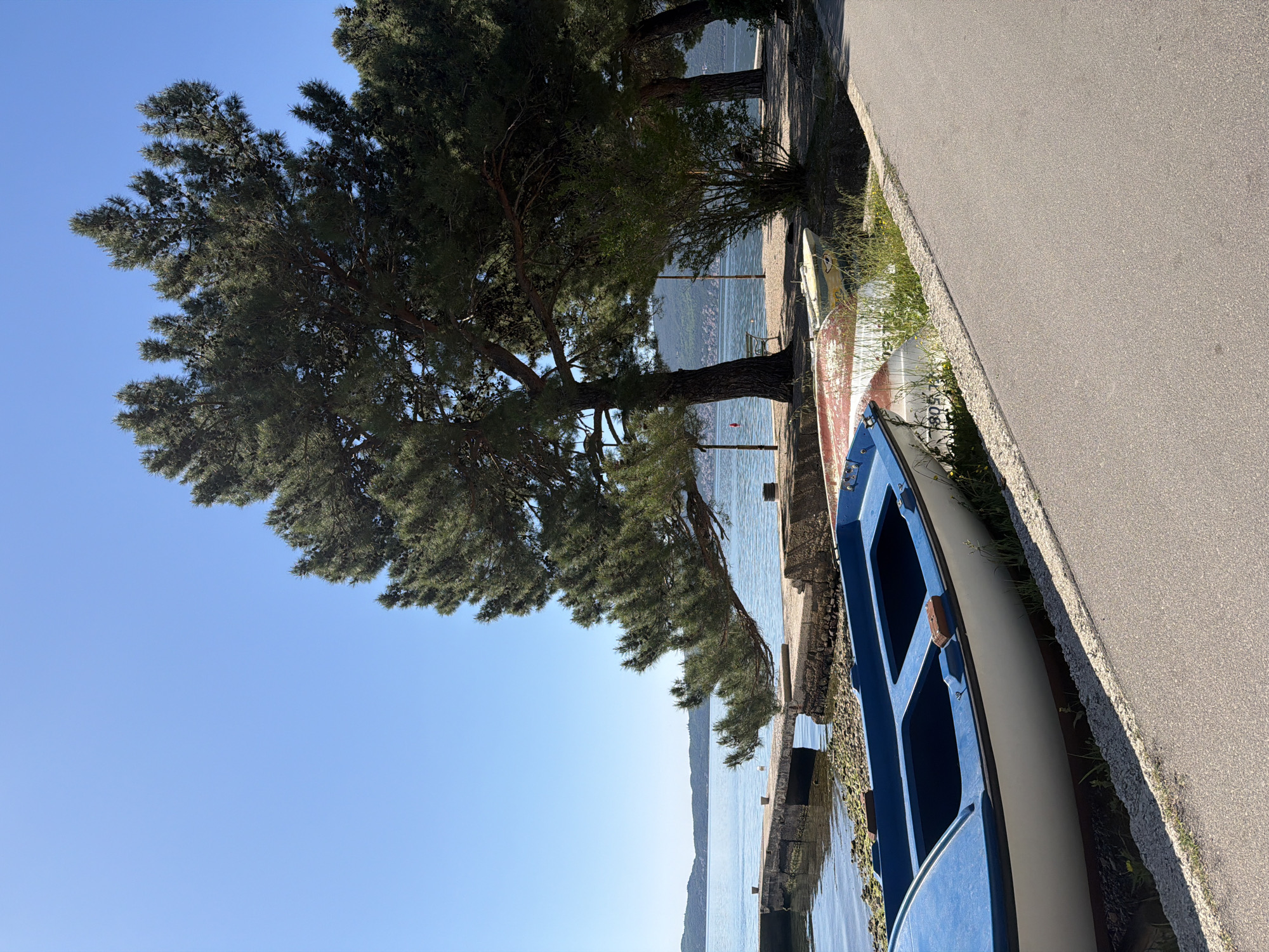 The image depicts a scene in Bijela, Montenegro, showing a waterfront area. A large pine tree dominates the left side of the image, its branches extending towards the center. The blue, clear sky provides a backdrop. Below the tree, the sea is visible, with a distant coastline and mountains in the background. The shoreline features a concrete structure, possibly a pier or a retaining wall, covered in algae. Several boats are situated along the concrete, with a blue and white boat positioned prominently in the lower right foreground. A gray asphalt road runs parallel to the shoreline, separated by a narrow strip of vegetation. No people are visible in the image.