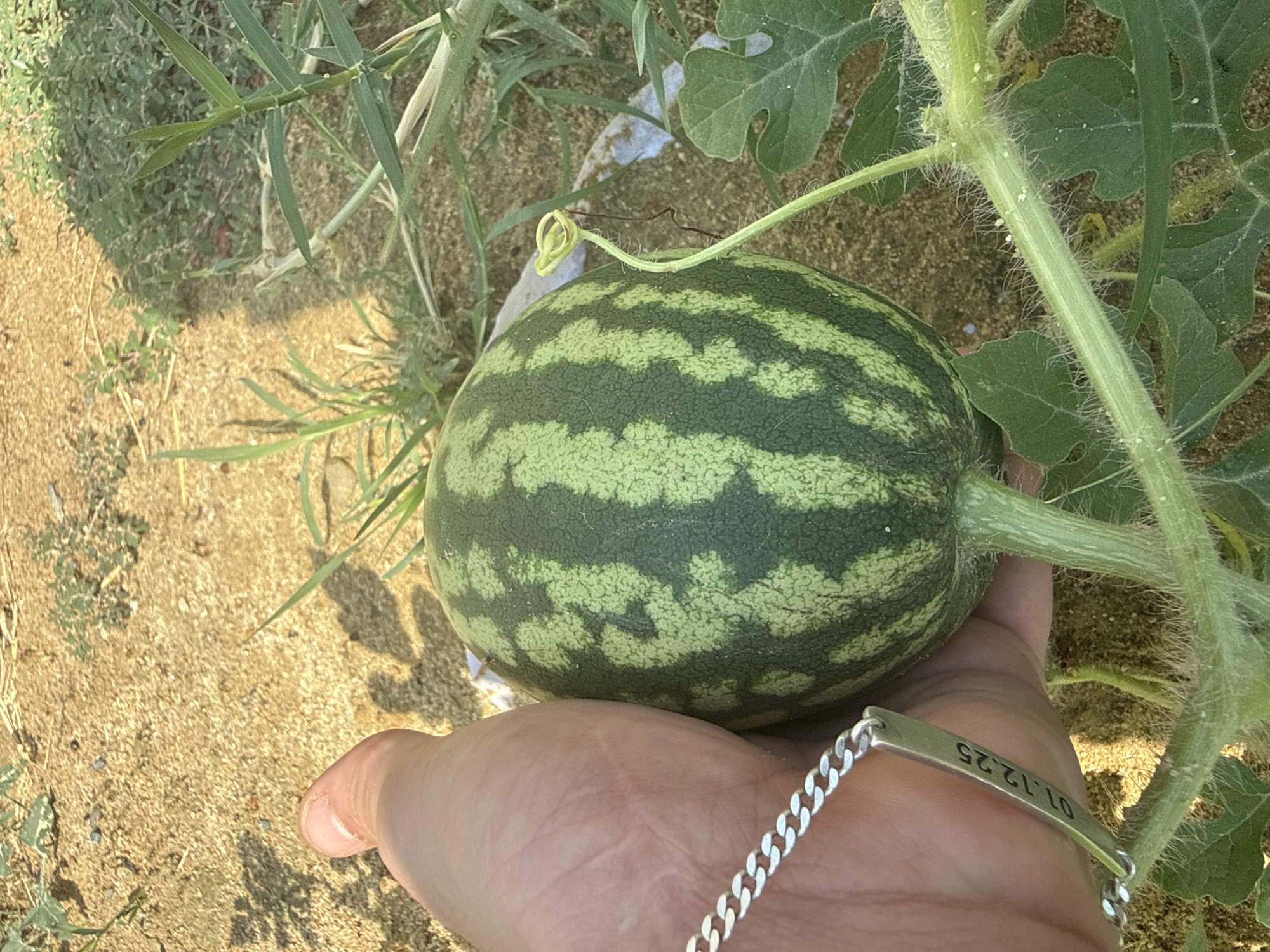 A close-up shot shows a hand holding a small, unripe watermelon growing on a vine. The watermelon is round with dark green stripes on a lighter green background. The hand, wearing a silver bracelet with the engraving "01.12.25", is cupping the fruit. The background is sandy soil with some dry grass and green leaves of the watermelon plant. The scene appears to be outdoors, likely in a garden or agricultural setting. The location is identified as Tbilisi, Georgia.