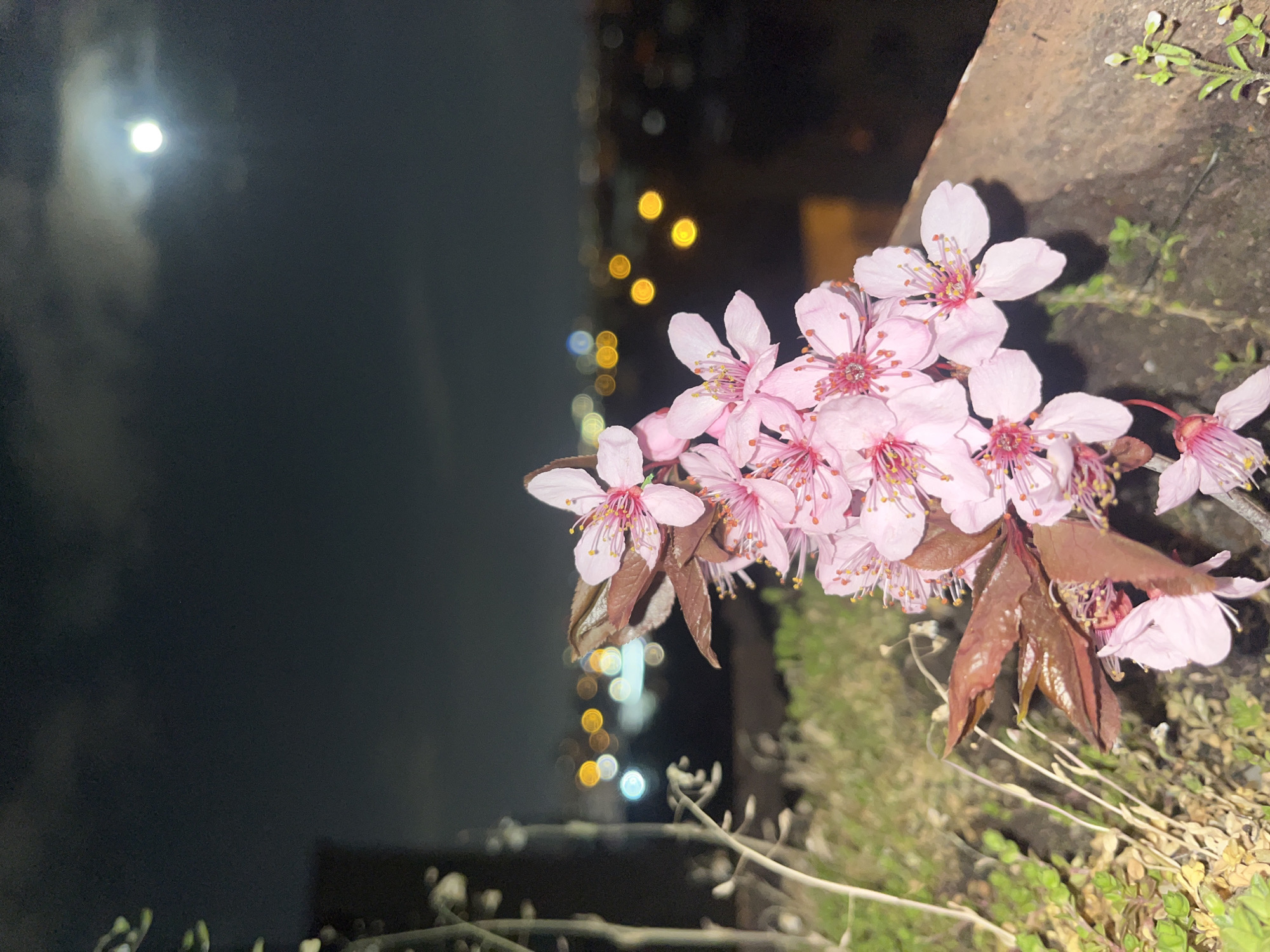 Here's a forensic description of the image:
The image depicts a cluster of pink flowers in the foreground, likely cherry blossoms, with some brown leaves intermixed. The flowers are in focus. The background is a nighttime cityscape with blurred lights suggesting urban development. A bright, circular object, possibly the moon, is visible in the upper left of the frame. The flowers appear to be growing near a rough edge or border. The image does not contain any indication of Sofia, Bulgaria. No people are present.
