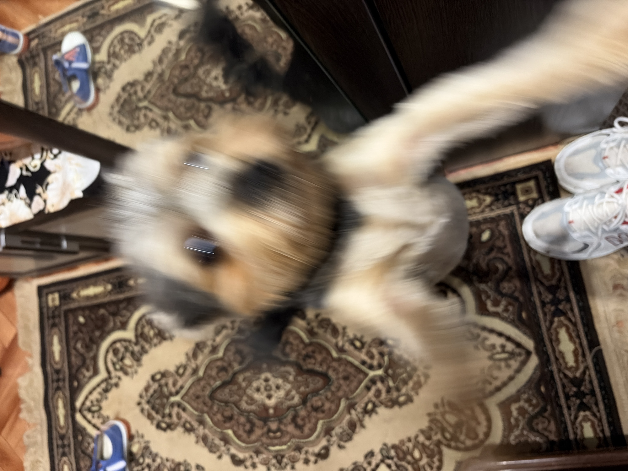 The image captures a dynamic, motion-blurred scene of a small dog, likely a Yorkshire Terrier or similar breed, in a domestic environment. The dog is primarily in the foreground and appears to be either jumping or being held, with its head and paws extended towards the camera. Its fur is a mix of grey, black, and tan. The background features a Persian-style rug with intricate patterns in beige, brown, and black. Two pairs of children's shoes are visible on the rug: one blue shoe with white laces on the left side of the frame, and another blue shoe on the right side. A dark wooden piece of furniture is to the right, reflecting the scene. A glimpse of a floral-patterned fabric is visible on the left side of the furniture. The lighting is artificial, likely from an indoor source, and casts some shadows. There is no indication of the city of Tambov, Russia, or any specific geographical features to place the scene within that location.