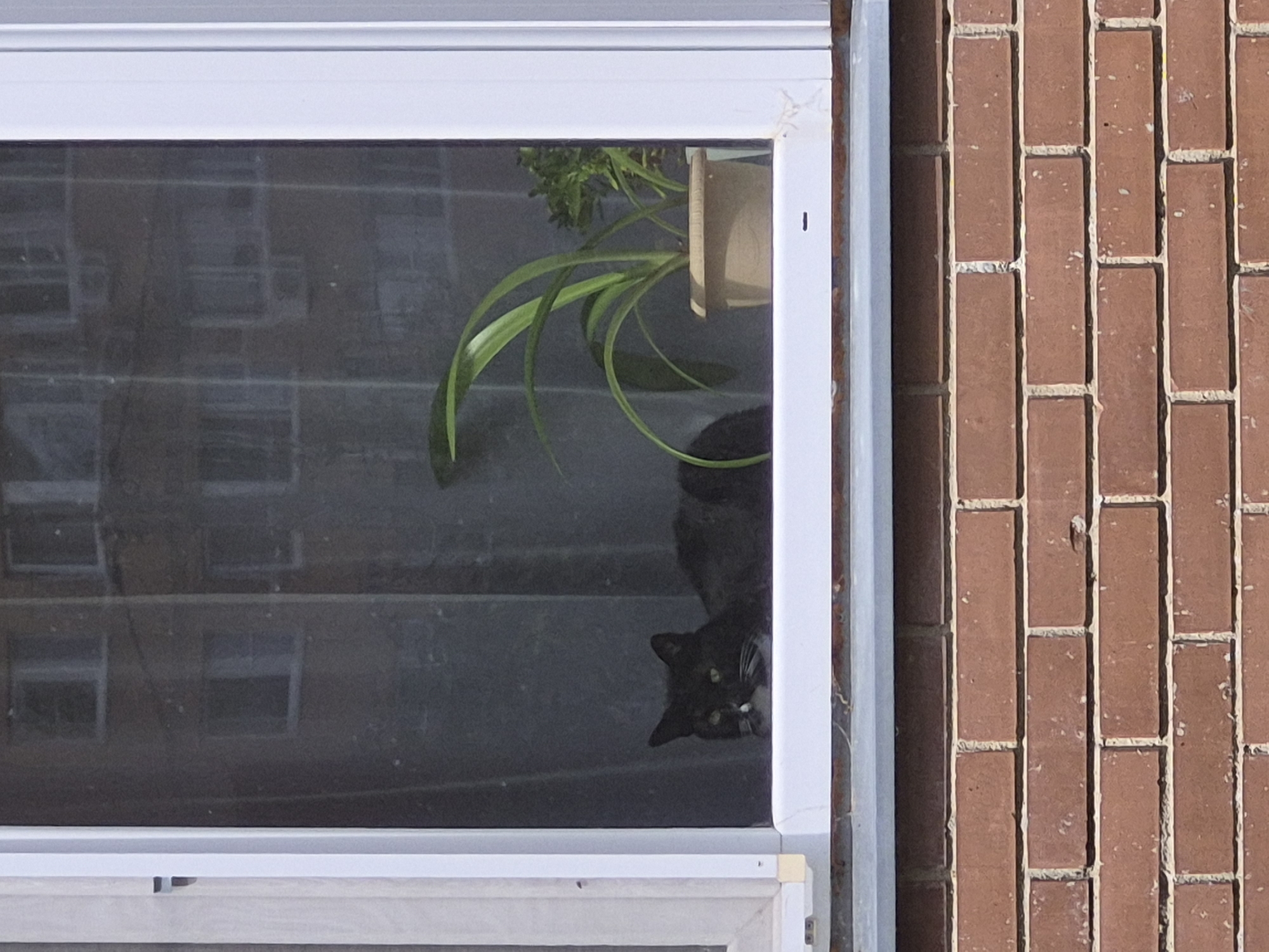A black cat with white markings on its chest and face lies on a white windowsill, looking out through a window. Behind the cat, a green potted plant with long, arching leaves is visible. The window is framed by white molding and looks out onto the reflective facade of a building, with its windows and balconies visible. Below the windowsill, a red brick wall forms the exterior of the building. The image appears to be taken outdoors, likely in a residential area of Vlasikha, Russia, given the architectural style.