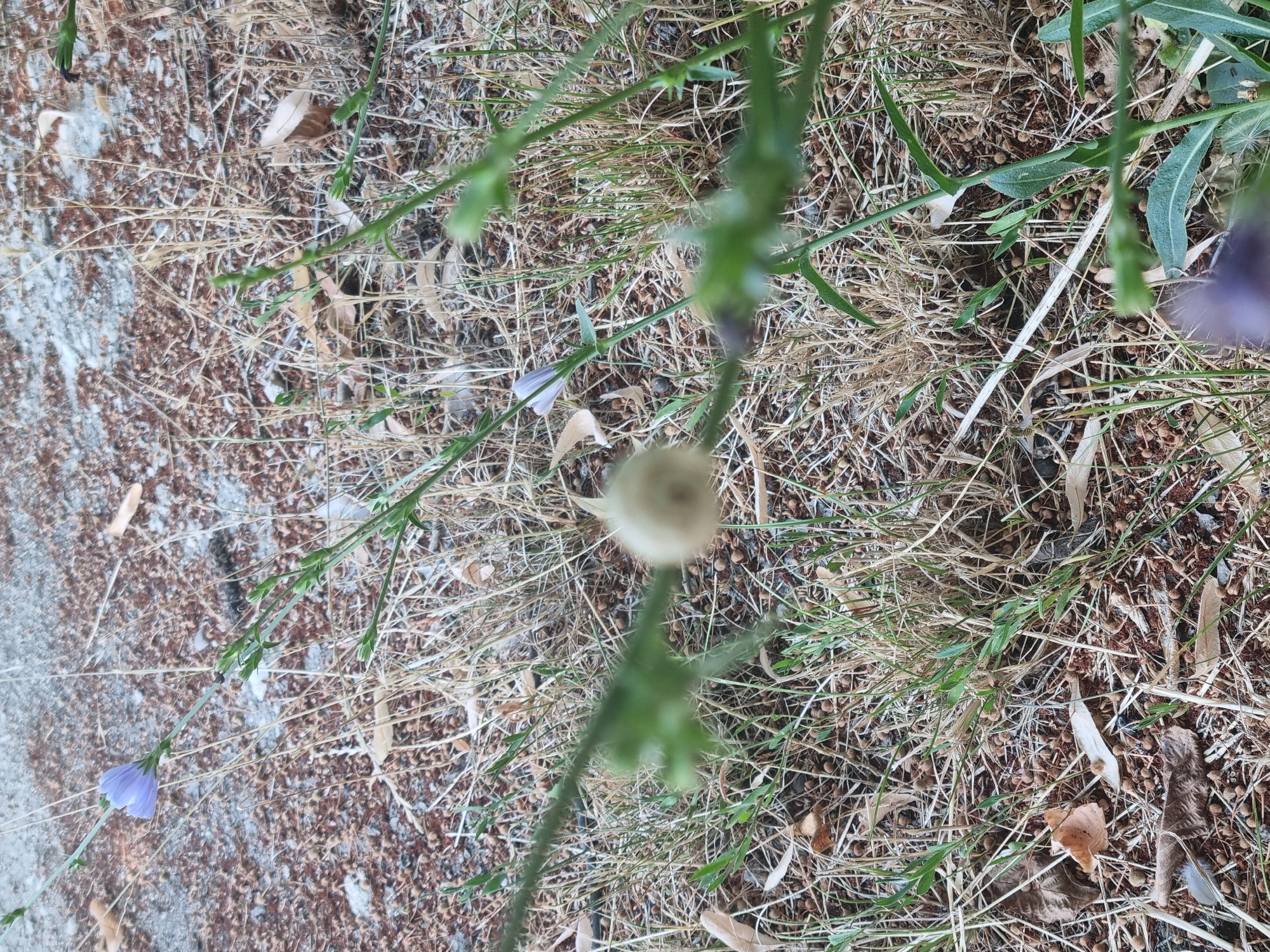 A light blue flower is in the upper left corner of the frame. The flower is on a green stem. The flower is surrounded by dry grass and dirt. There is a fuzzy, light brown seed head in the center of the frame, also on a green stem.