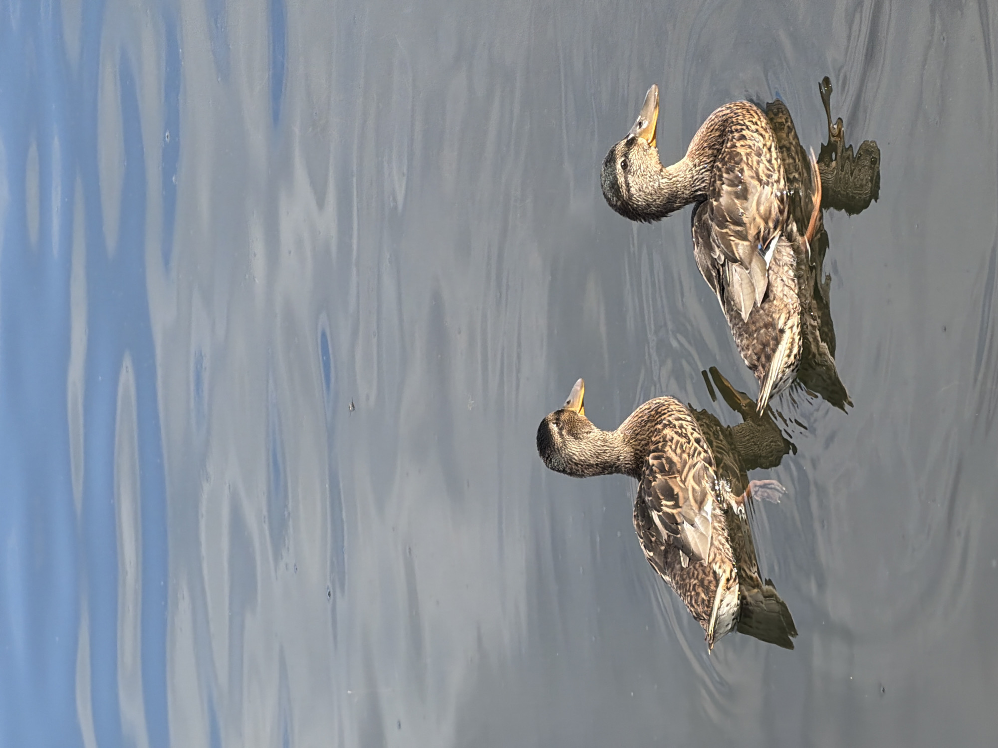 Two mallard ducks are swimming in calm, reflective water. The water is a mixture of gray and blue, with ripples that distort the reflections of the sky and the ducks. The ducks are facing to the left, with their heads turned up and their beaks open, as if calling out or drinking. Their feathers are a mix of brown, black, and white, with iridescent green on their heads. The reflection of the ducks is visible below them, slightly distorted by the water's surface. The scene appears to be set in a natural environment, possibly a lake or pond. The lighting suggests it is daytime, with sunlight reflecting off the water. There is no visible text in the image.
