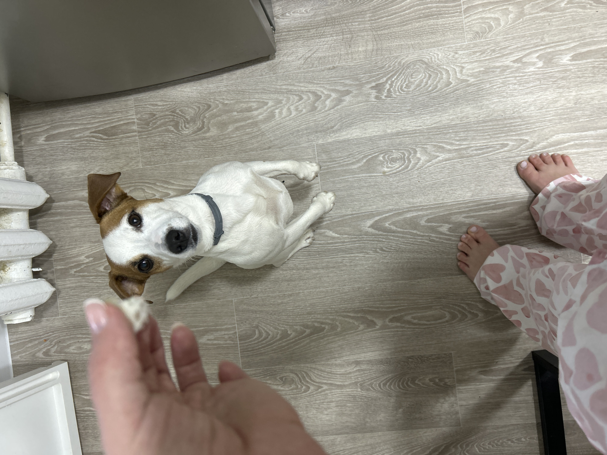The image shows a Jack Russell Terrier lying on a wood-patterned floor. The dog is white with brown markings on its head and ears and is wearing a grey collar. It's looking up at a hand holding a small piece of food. Next to the dog, there is a radiator and part of a cabinet or appliance. In the upper right corner of the image, a person's bare feet and legs wearing patterned pants are visible. The location is within a room that has an interior setting of Chaikovsky, Russia.