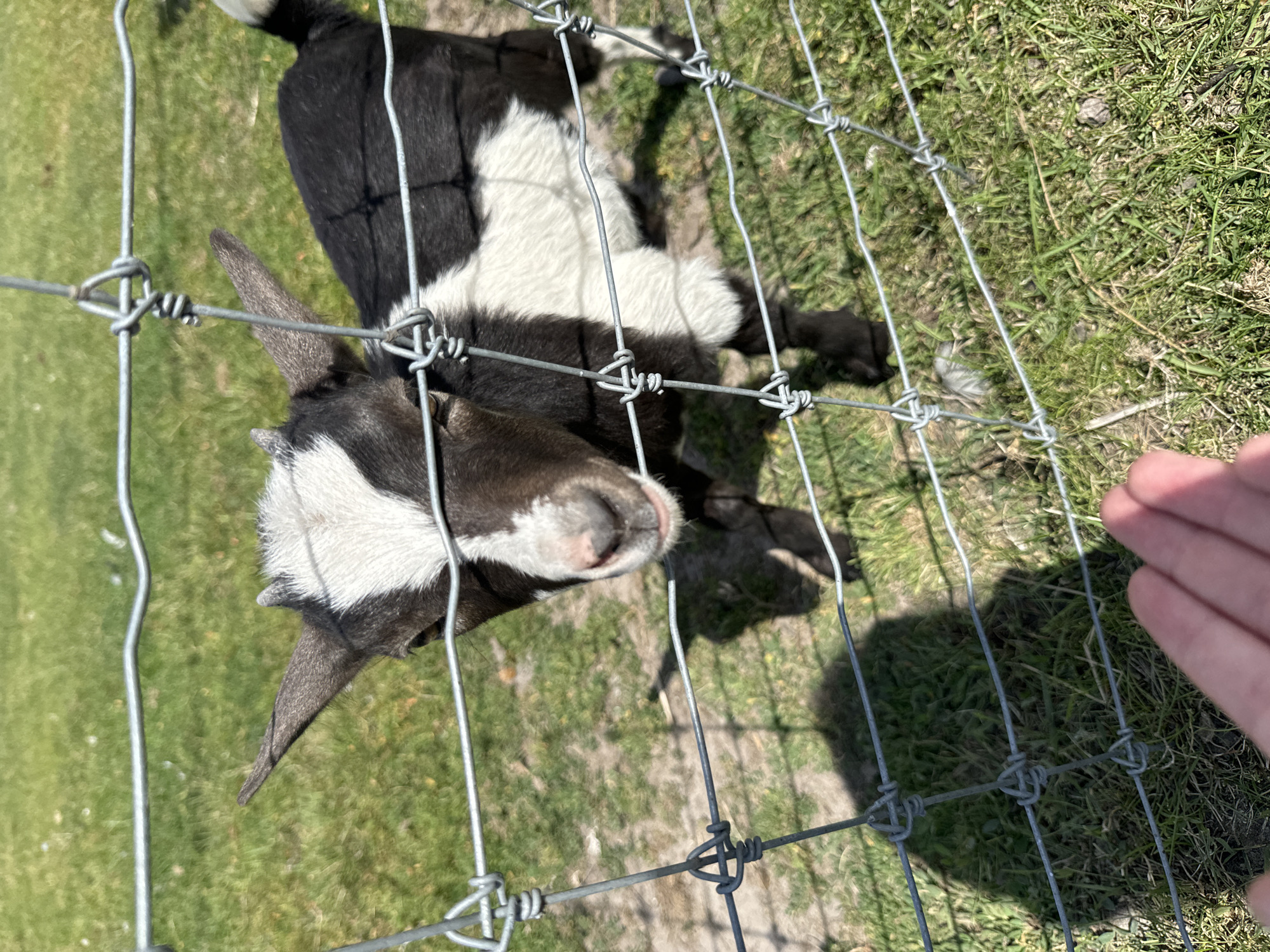 A young goat with black and white markings stands behind a wire fence in a grassy outdoor area. The goat is looking directly at the camera, with its head tilted slightly. A human hand is visible in the foreground, reaching towards the fence. The background consists of green grass and patches of dirt. There is no information available about the location being Kostiantynivka, Ukraine, or any other specific location.