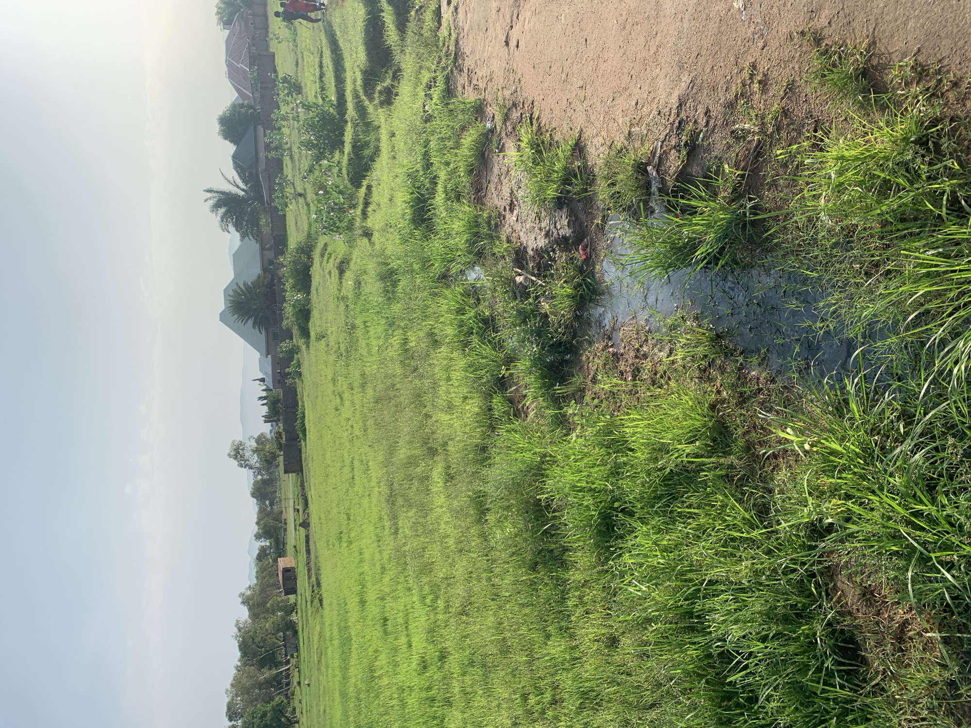 The image depicts a wide expanse of lush green grass in a field, likely a vacant lot or undeveloped land within the city of Jalingo, Nigeria. In the foreground, a dirt path is visible on the right, bordering the grassy area. A small, murky puddle of water has formed on the ground, with some debris scattered around it. In the mid-ground, there are several small, rustic structures with brick walls and corrugated iron roofs, suggesting residential or storage buildings. Beyond these, a line of trees forms a natural boundary, with more distant hills or mountains visible on the horizon. The sky is bright and clear, with a few wispy clouds, indicating fair weather, possibly late afternoon due to the soft light. In the far right of the image, two individuals, appearing to be a child and an adult, are walking away from the camera, their figures small against the vastness of the landscape. The overall scene conveys a sense of rural or semi-rural life within an urban setting.