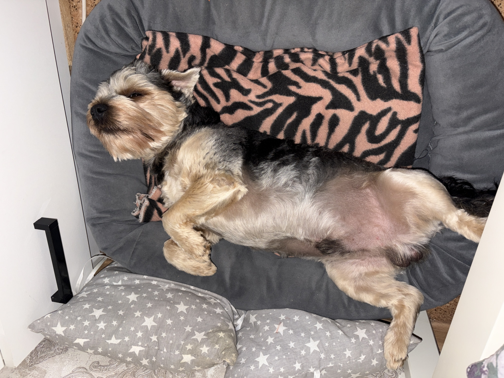 A small, light-brown and black dog is sleeping on its back on a grey dog bed. The dog is lying next to a grey pillow with white stars and a pink and black zebra-striped blanket. The dog bed is placed next to a white surface, and a black hook is visible on the wall behind the pillow. The scene is indoors, with the overall lighting suggesting it is nighttime or the room is dimly lit. There is no indication of the city of Tambov, Russia.