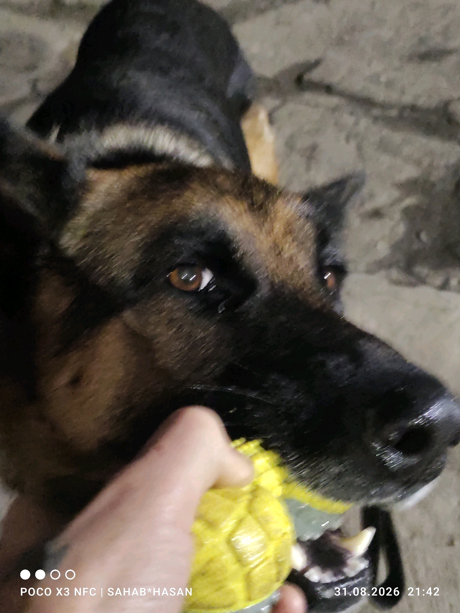 A German Shepherd dog is being held by a person's hand, chewing on a yellow toy. The dog's face is prominent in the foreground, with its eyes looking slightly to the left. The background appears to be a rough, textured surface. A timestamp in the lower right corner indicates the date 31.08.2026 and time 21:42. The image also contains text in the lower left corner: "POCO X3 NFC | SAHAB*HASAN". There is no information in the image to suggest the location is Kostroma, Russia.