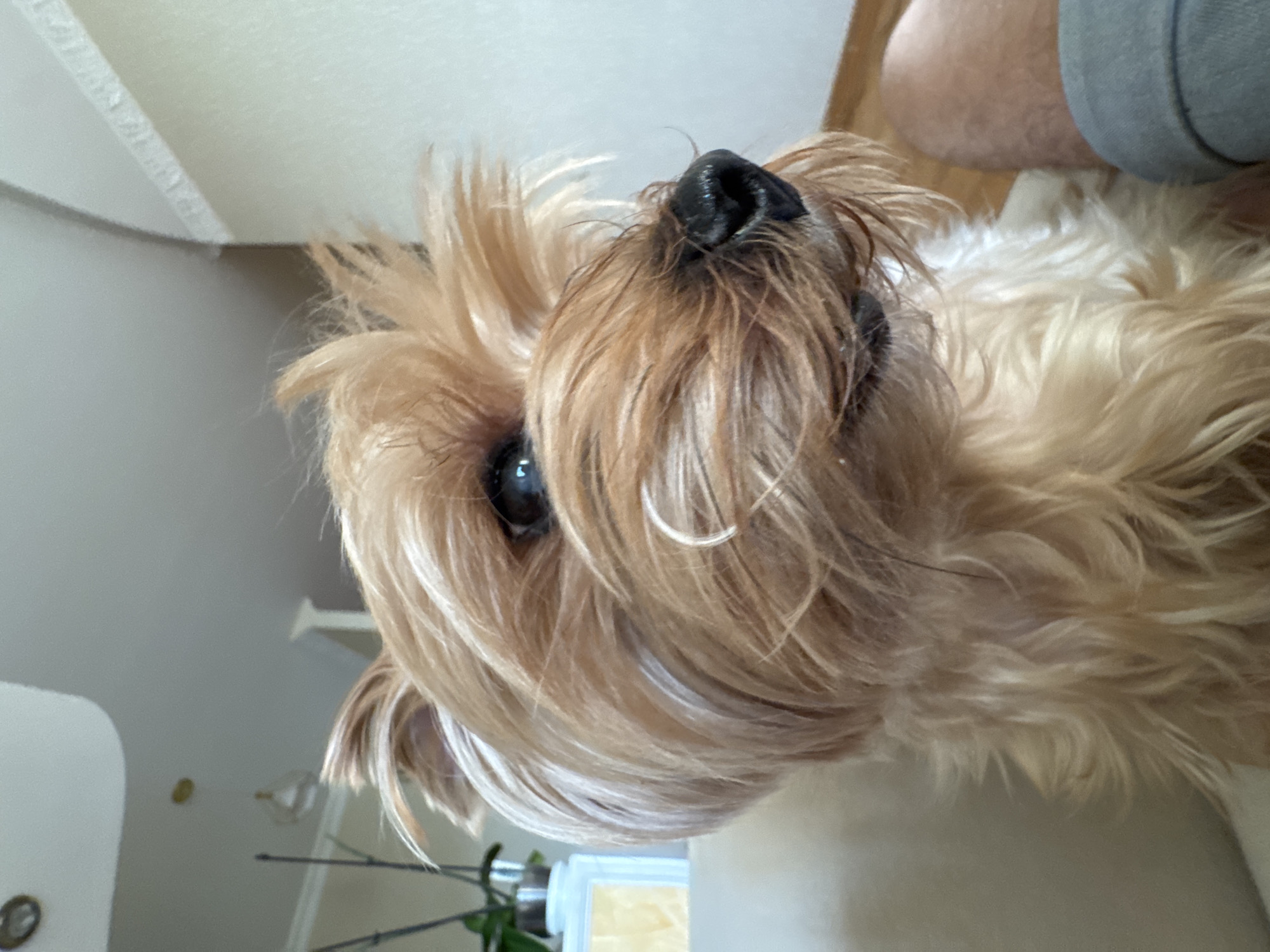 A close-up, head-and-shoulders shot captures a Yorkshire Terrier dog looking off to the right, its fur appearing slightly disheveled. The dog has dark eyes, a black nose, and light brown and blonde fur. The background is softly blurred, suggesting an indoor setting. To the left, a light-colored couch or chair is visible. Further back, a plant in a pot and a wall with molding can be seen. On the right side of the frame, a person's leg, clad in grey shorts, is partially visible. The lighting suggests it is daytime, possibly indoors with ambient light from windows or overhead fixtures. The image's composition and focus are centered on the dog, with the background elements providing context without drawing significant attention. There is no information in the image that can be used to determine the location in the city of Almaty, Kazakhstan.