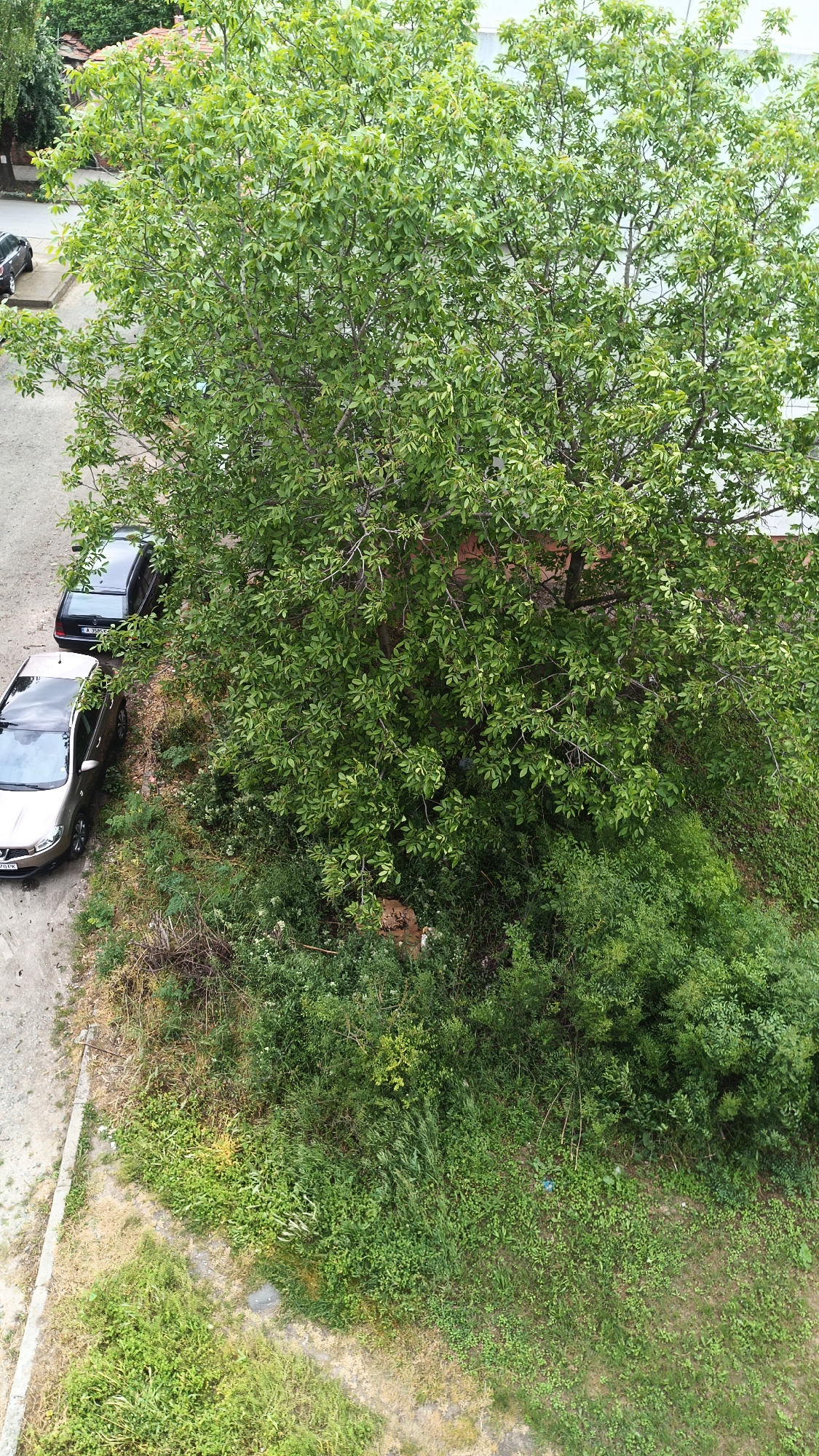 Here is a description of the image:
The image is an elevated view of a street scene in an urban area of Unknown, Unknown. Two cars are parked adjacent to a wide pavement on the left side of the frame. A large tree dominates the view, its dense foliage obscuring much of the background. Below the tree, there is an area of overgrown vegetation, with various types of plants and weeds filling the space. The surroundings appear unkempt and untended, suggesting a neglected or undeveloped area. The image conveys a sense of nature reclaiming urban space.