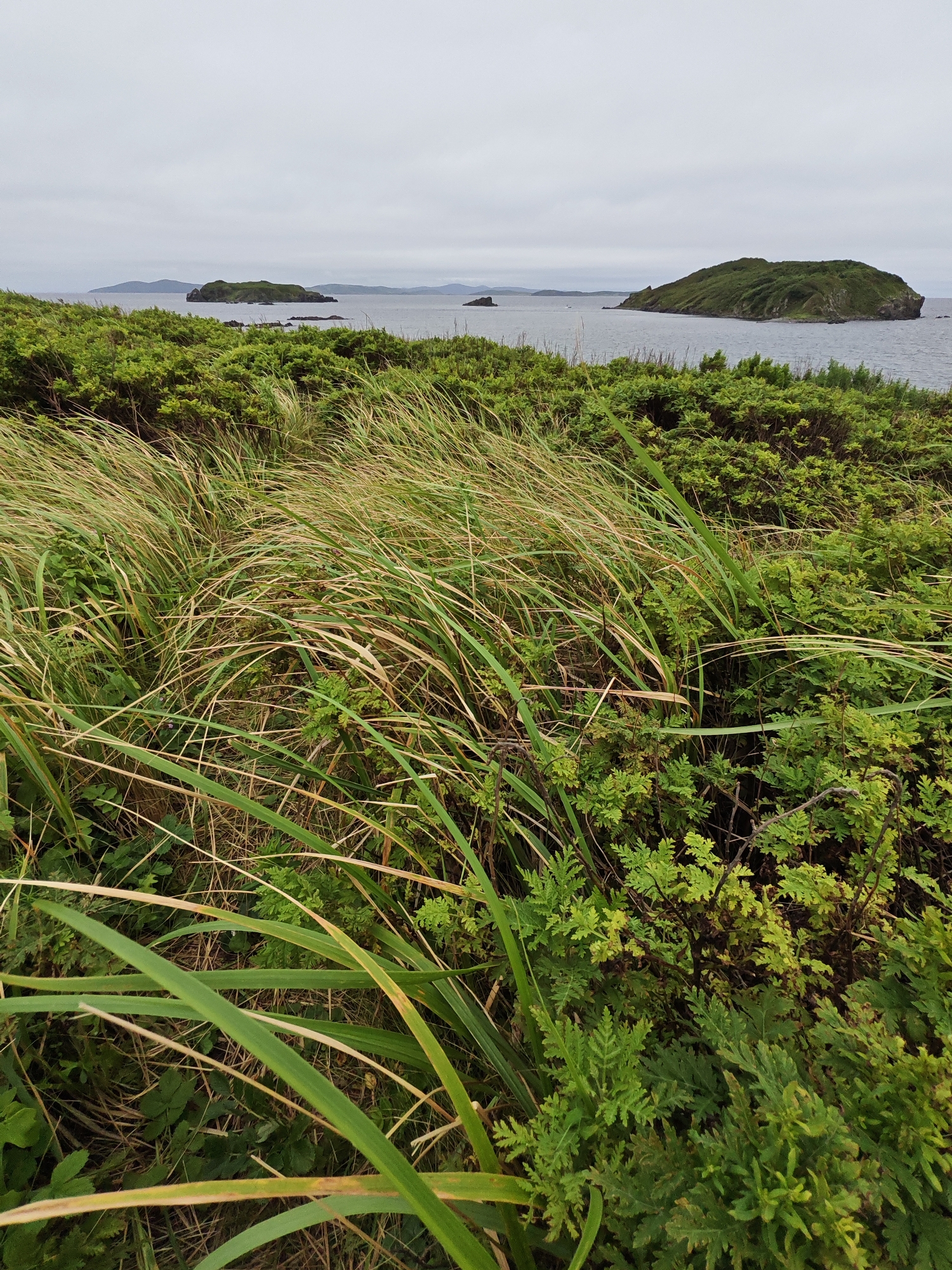 The image shows a view of the sea with several islands in the distance under an overcast sky. In the foreground, there is dense green vegetation, including tall grasses that are being blown by the wind, and smaller leafy plants. The overall environment appears to be a coastal landscape, possibly a cliffside or a hilly area overlooking the water. The specific location in Reineke, Russia, is not discernible from the image itself, as there are no identifying landmarks or signs. The scene depicts a natural, undeveloped environment.