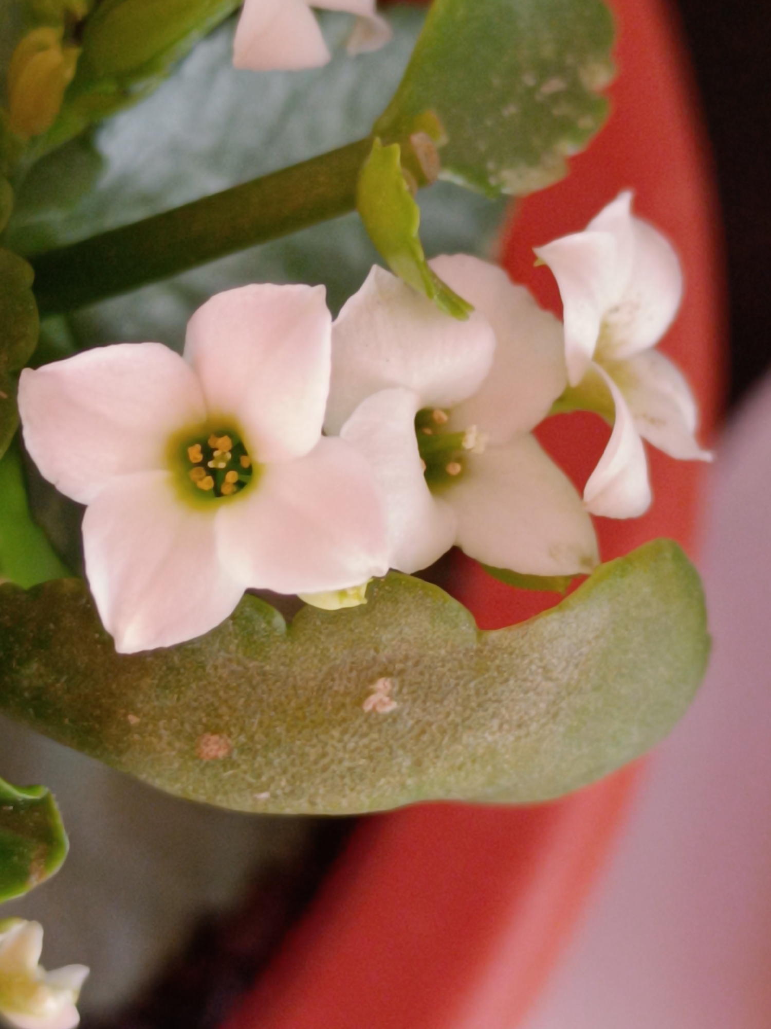A close-up, slightly angled shot captures a cluster of delicate white flowers with pale pink tinges and bright yellow centers. The flowers have five rounded petals and are nestled amongst lush green leaves. The background is a soft blur of green foliage and a vibrant red pot, suggesting the plants are in a container. The lighting highlights the soft texture of the petals and the intricate details of the stamens.