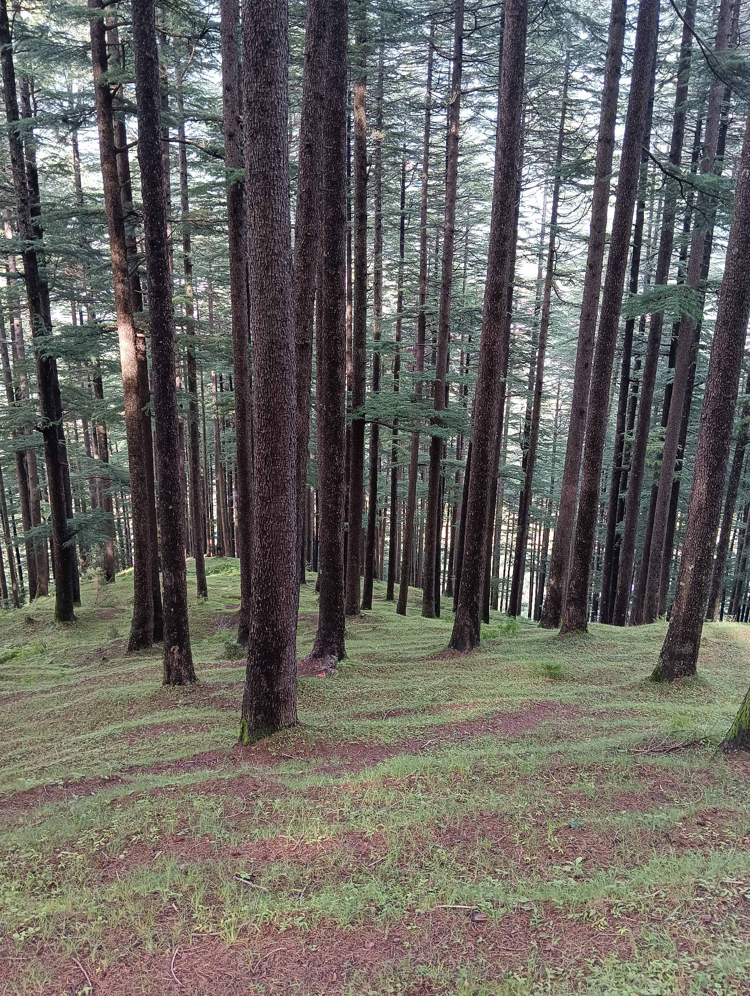 This image depicts a dense coniferous forest in Chhyal, India. The foreground is a grassy slope covered with moss and pine needles. In the background, numerous tall, slender pine trees with rough, dark bark stand in parallel. The canopy of the trees is thick and casts dappled shadows on the ground. The overall impression is one of a serene and natural woodland environment.