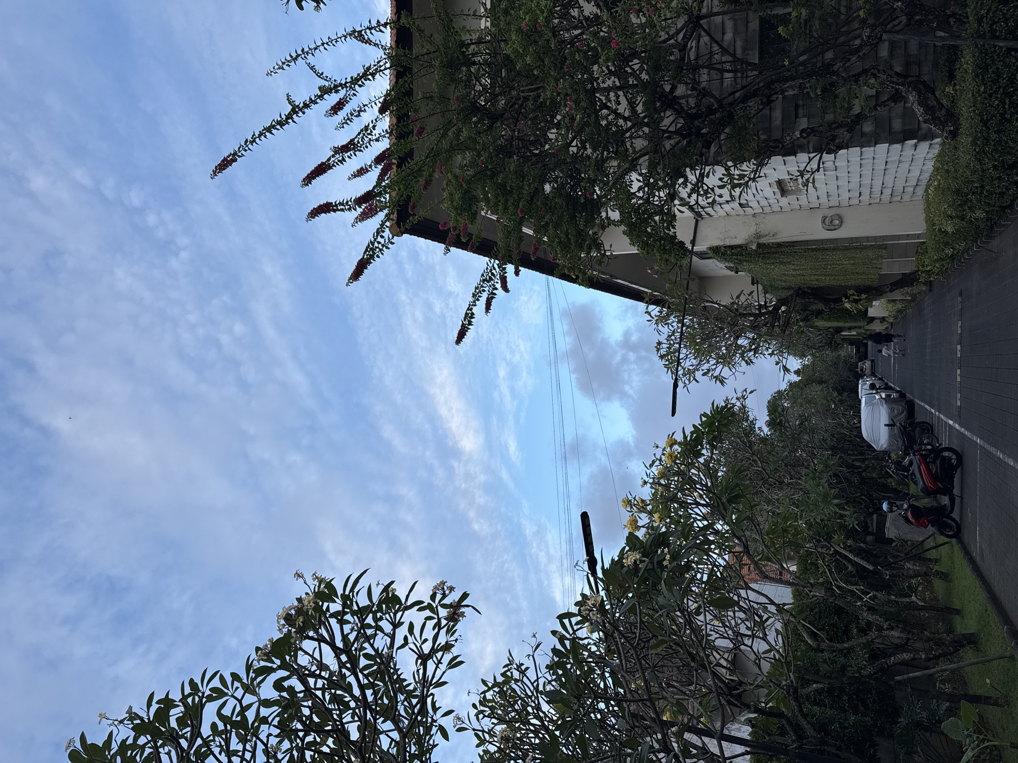 The media file depicts an outdoor scene, likely a street or walkway in Denpasar, Indonesia, at what appears to be dusk or early morning due to the soft, diffused light. The perspective is looking upwards and outwards, with the sky occupying a significant portion of the frame. The sky is a pale blue with wispy, cirrus clouds, suggesting fair weather.
Dominating the foreground are lush green trees and flowering plants, with some bearing delicate white and yellow blossoms, characteristic of tropical flora. Some branches hang down, framing the view. In the background, a building with a white, textured facade is visible, partially obscured by more greenery. The building's architecture suggests a tropical or subtropical style.
Along the side of the building, a paved walkway or road is visible, lined with parked motorcycles, one of which is red and has a rider wearing a blue helmet. A covered vehicle is also parked nearby. The presence of these elements implies a residential or commercial area. The overall mood is peaceful and tranquil, hinting at a quiet moment in a vibrant tropical setting. There is no visible text in the image.