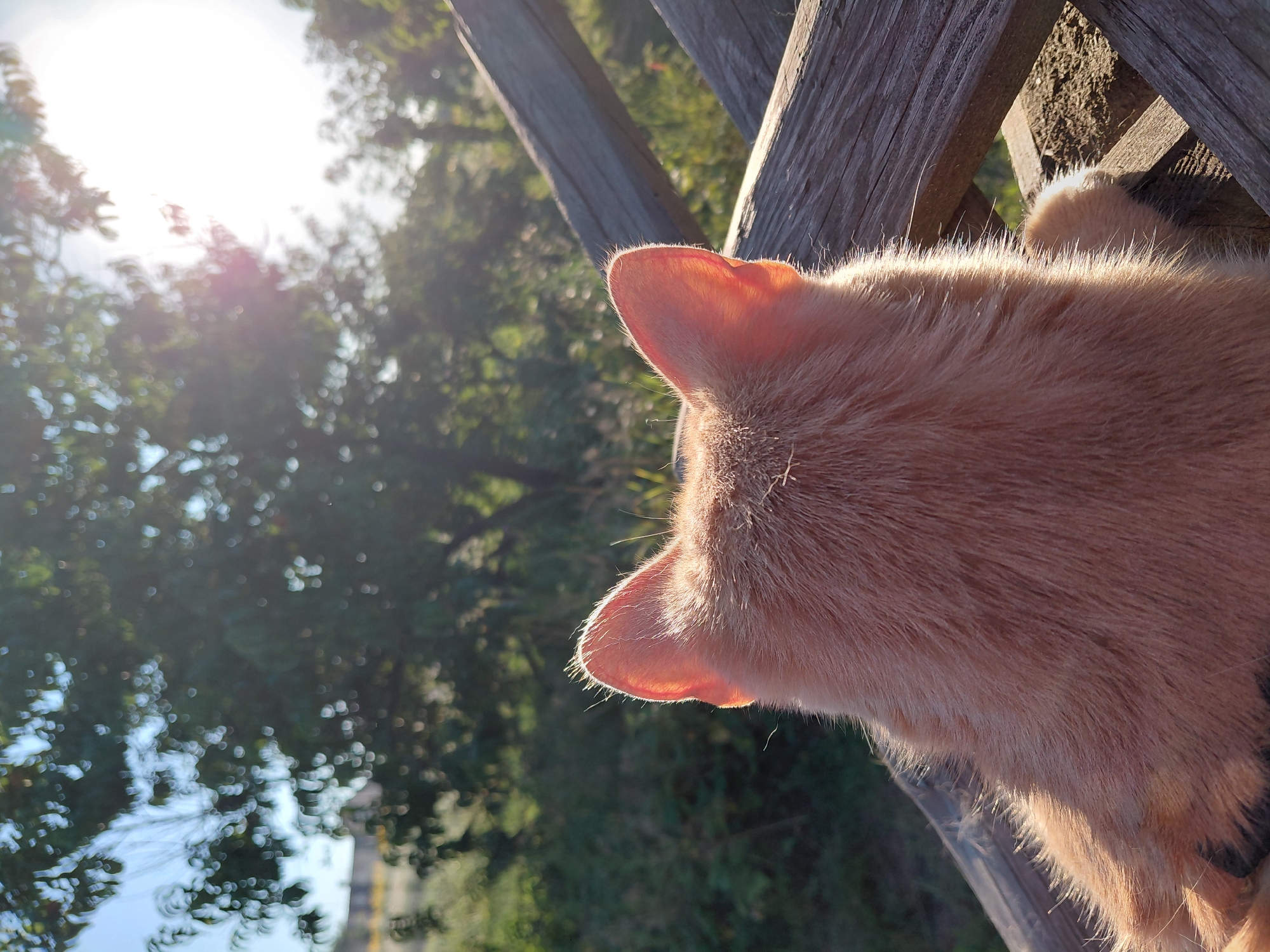 The image shows the back of an orange cat's head and ears, with the sun shining through the trees in the background. The cat is sitting on a wooden structure. The scene appears to be outdoors, in a natural environment, likely during the day. The lighting suggests it is either early morning or late afternoon.