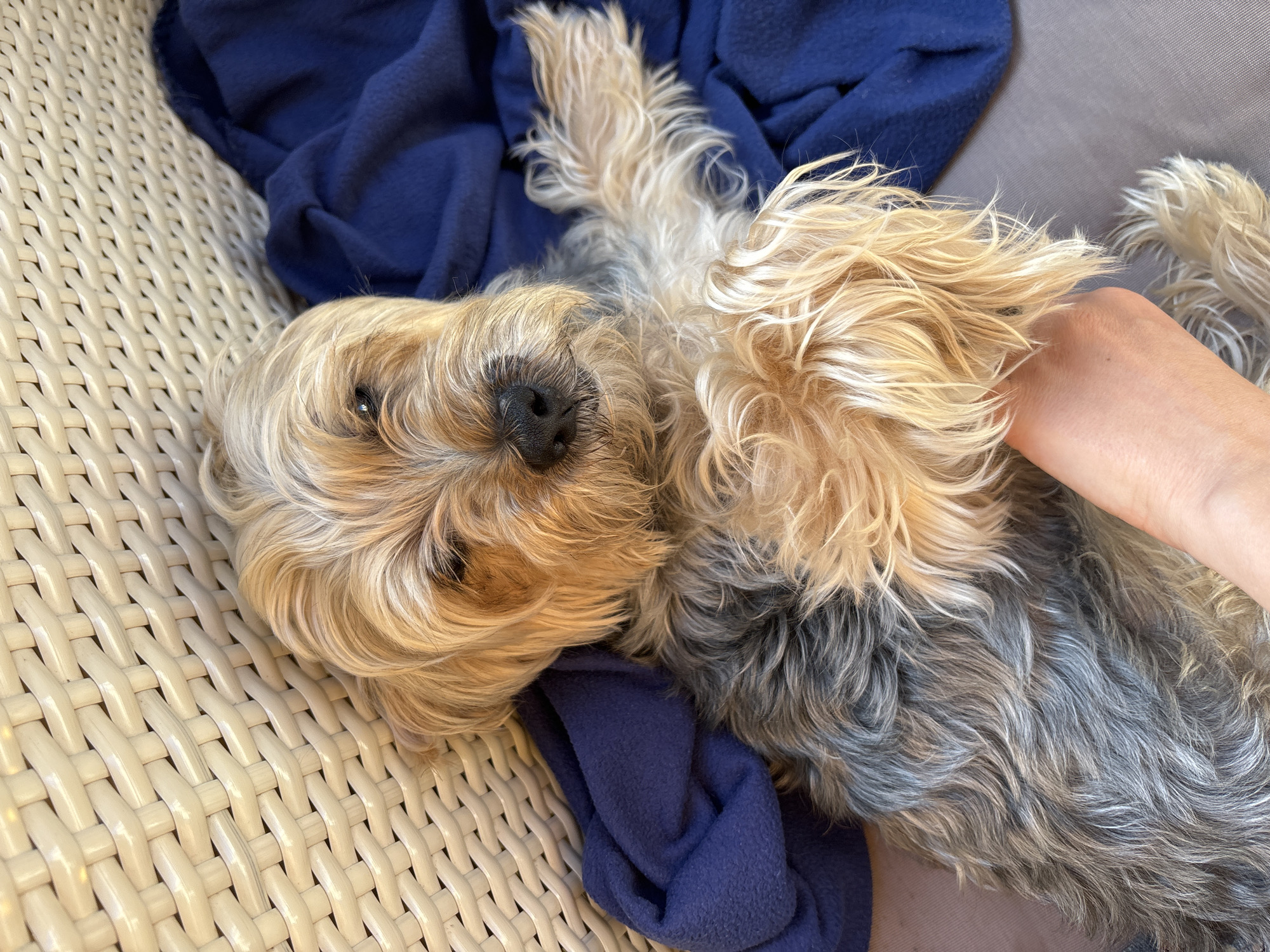 A small terrier mix dog with tan and gray fur lies on its back on a beige surface, possibly a chair or cushion. The dog is partially covered by a folded dark blue blanket. A person's arm and hand are visible in the lower right of the frame, supporting the dog. The background features a white wicker-like texture. The scene is indoors or on a covered patio. The location is not specified in the image or metadata.