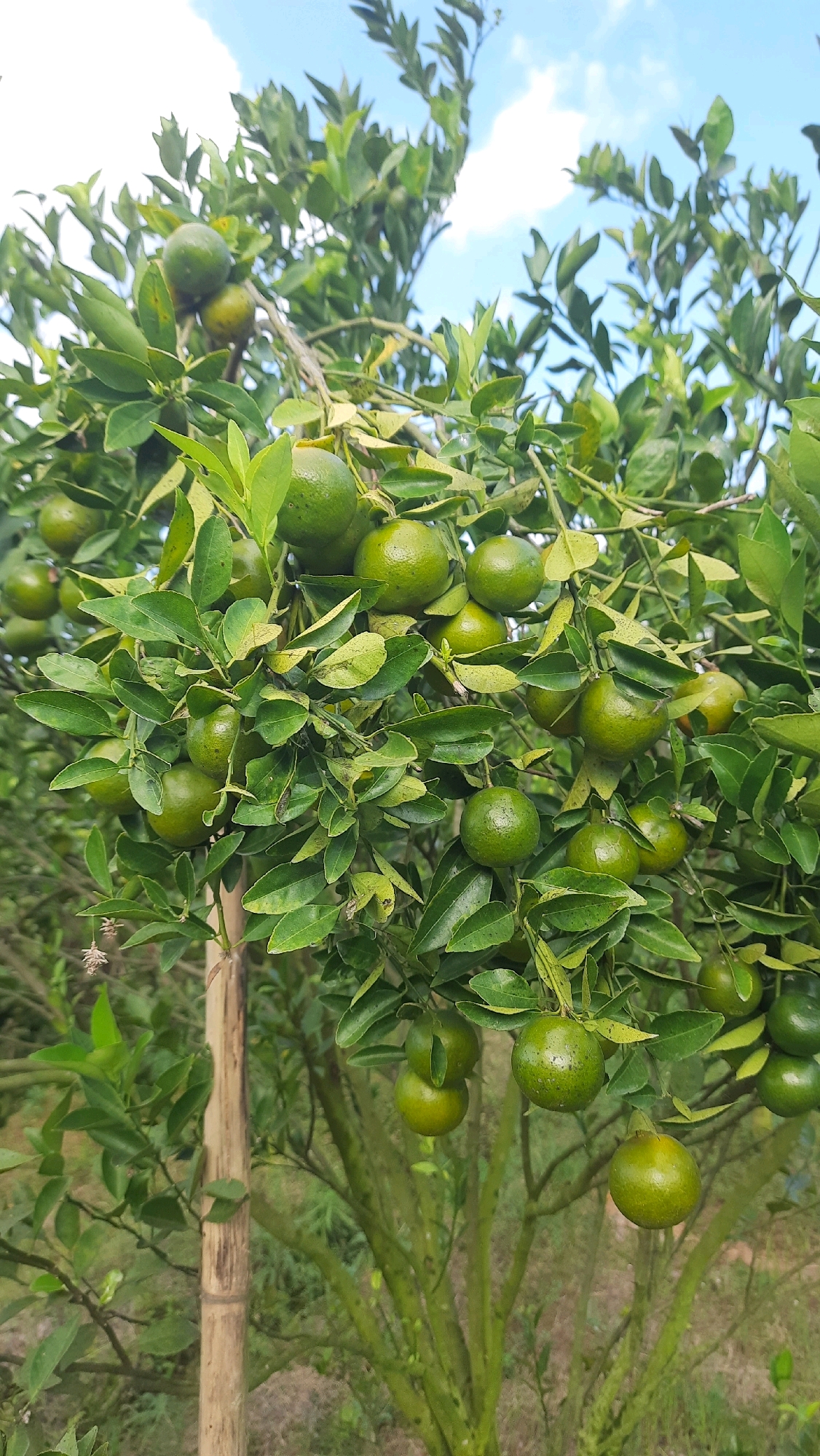 This is a close-up, vertical, eye-level, medium shot of a citrus tree laden with small, green fruits, likely calamansi or kumquats, in Kebonrejo, Indonesia. The fruits are clustered on branches amidst dense, vibrant green leaves. Some fruits show a slight yellowish hue, indicating they may be nearing ripeness. The tree's branches are visible, with a section of a bamboo pole supporting one of the main limbs. The background consists of a soft-focus blur of more foliage and a bright blue sky with a few white clouds, suggesting an outdoor setting on a clear day. There are no people or animals visible in the image. The overall impression is one of abundance and natural growth.