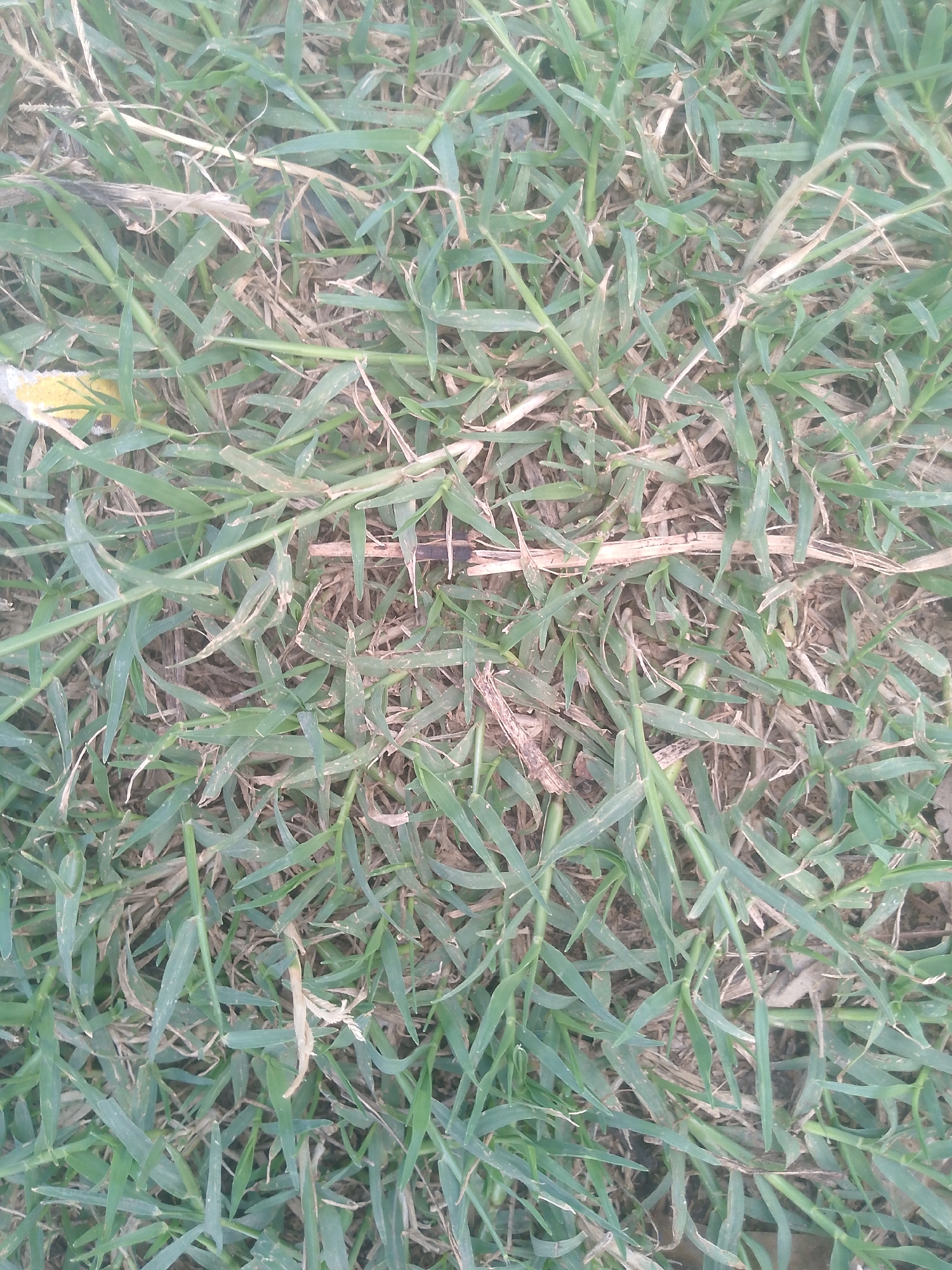 This image captures an overhead, close-up view of a dense patch of green grass interspersed with dry, light brown thatch and visible soil. The individual grass blades are predominantly green, appearing slightly worn or dust-covered, with some exhibiting dried-out tips or edges. Numerous fragments of light brown, dried organic matter, resembling dead grass or small twigs, are distributed throughout the green foliage. Patches of light brown soil are visible where the grass is less dense. A small, irregularly shaped yellow object, possibly a piece of debris, is partially obscured by grass in the upper-left quadrant. The scene is illuminated by natural, diffuse light, indicating an outdoor setting. No individuals, animals, or overt human activity are depicted. This scene is located in the city of Chum, Nigeria.