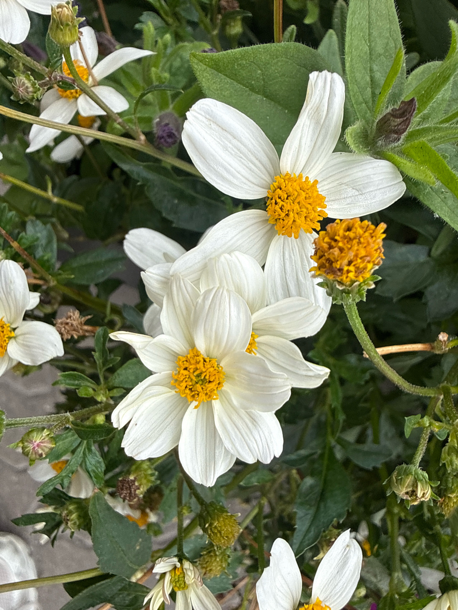 The image is a close-up, high-angle shot of white flowers with yellow centers, interspersed with green foliage. The flowers are in various stages of bloom, with some fully open and others appearing as buds. The background is a blur of green and brown, suggesting a natural or garden setting. There is no indication of the city of Tallinn, Estonia, or any specific urban environment. The scene is static and devoid of any human presence or activity. The lighting is natural, suggesting it was taken outdoors during daylight hours.
