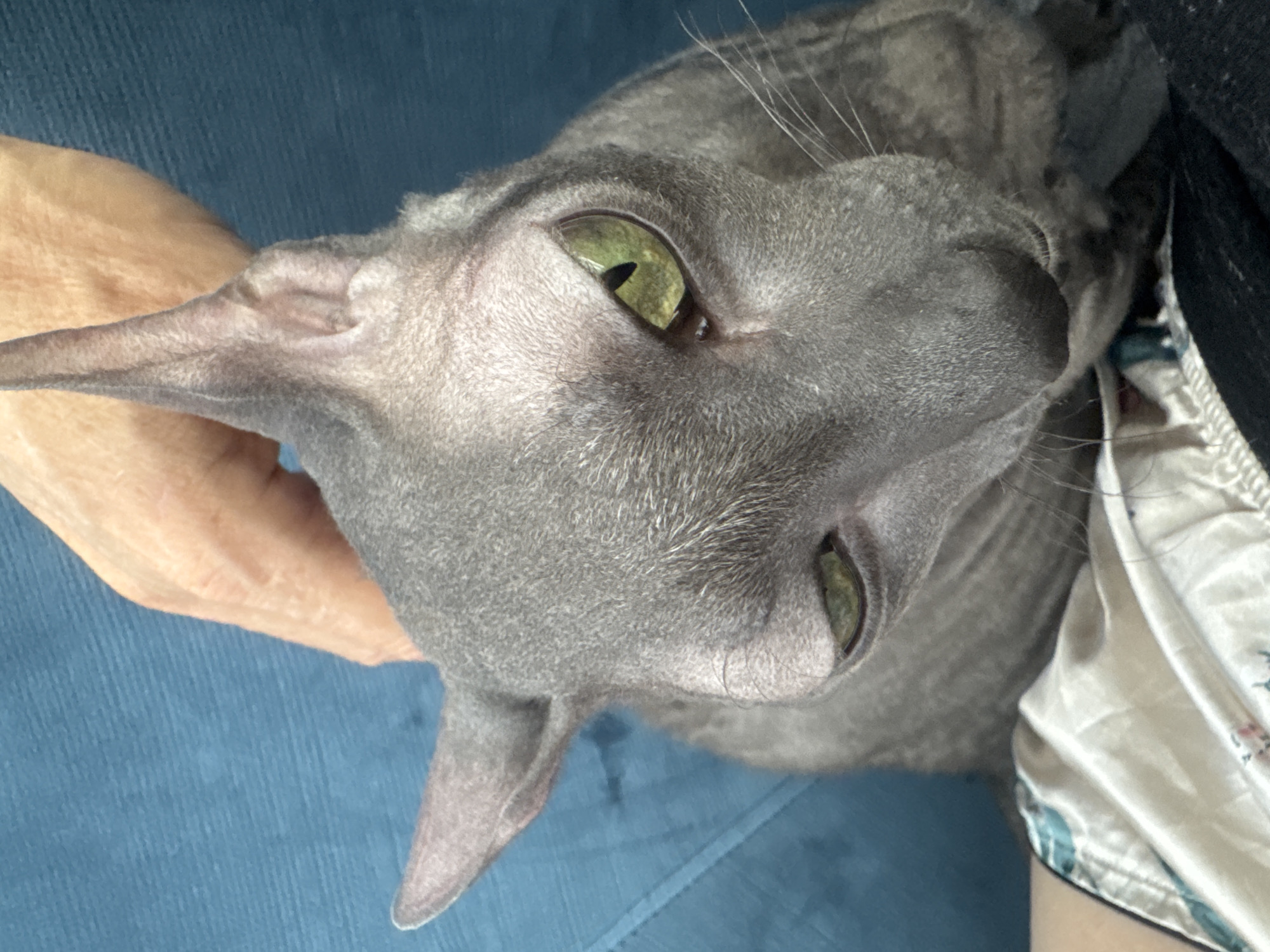 A close-up, eye-level shot features a short-haired, grey cat with large, green eyes and prominent ears. The cat is positioned on a blue surface, possibly a couch, with a person's hand gently stroking its head from above and to the left. The cat's gaze is directed downwards and to the left. In the foreground, a portion of the person's body is visible, clad in a garment with a white and teal floral pattern. The scene is indoors, with no discernible external environmental cues to pinpoint its specific location within Ramat Gan, Israel.