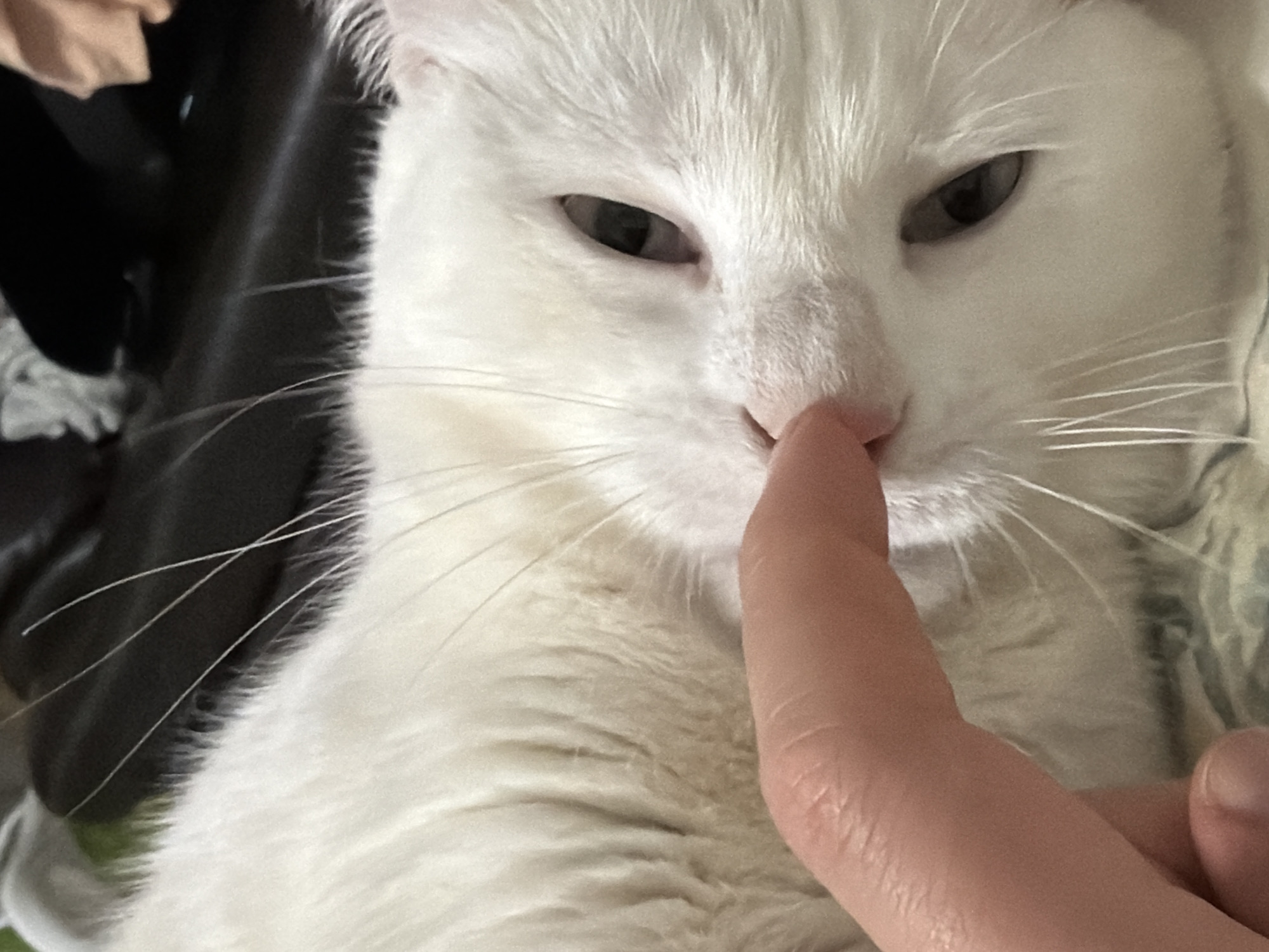 A close-up shot shows a white cat with a finger touching its pink nose. The cat has narrowed eyes and visible whiskers. The background is blurred, but hints of black leather and fabric can be seen. The location of Myaglovo, Russia is not discernible from this image.