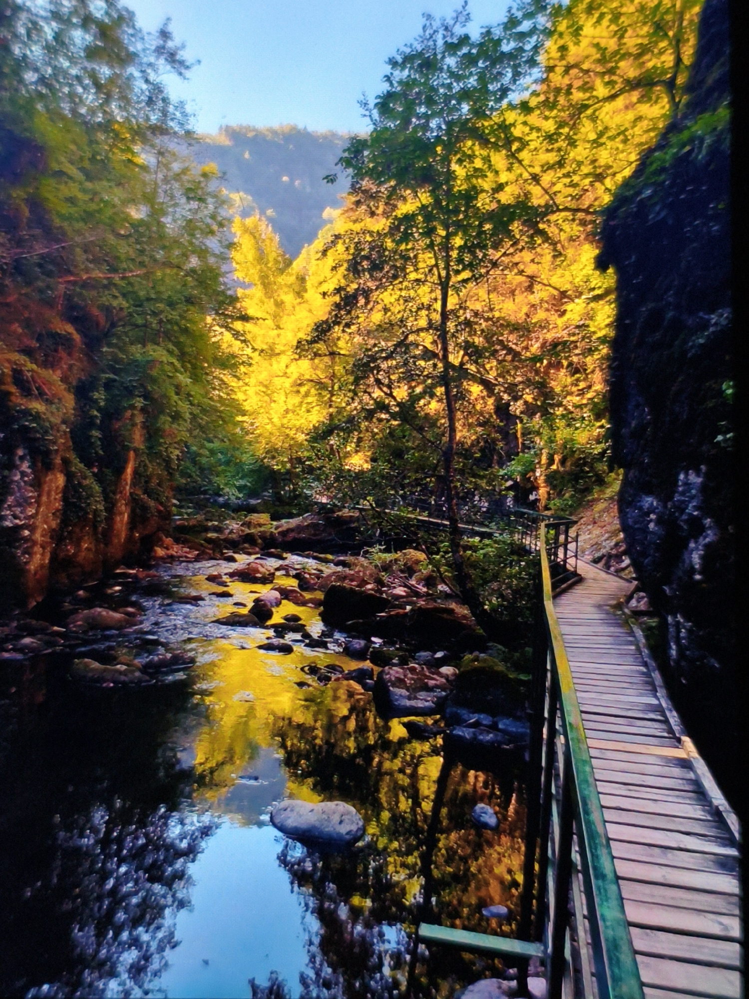 The image depicts a forested landscape in the vicinity of Devin, Bulgaria. A clear, shallow river flows over rocks, reflecting the golden light of trees overhead. The foliage suggests it is either autumn or a time of day when sunlight creates a similar effect. A wooden boardwalk with a green railing runs along the right side of the frame, nestled against a dark, rocky cliff. In the background, a mountain slope is visible under a clear sky. There are no people visible.