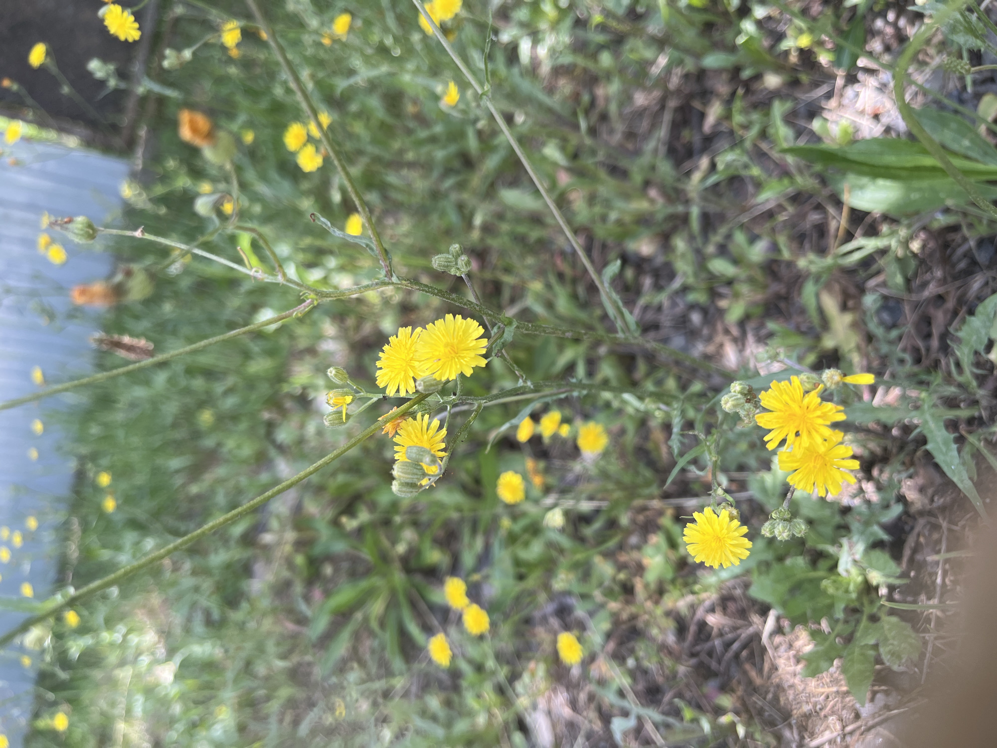 This is a close-up, eye-level, vertical, outdoor shot of wild yellow flowers in a grassy, somewhat overgrown area. The flowers are small and appear to be in a natural setting, likely in a meadow or field. The background is blurred and shows more greenery and some distant, out-of-focus structures that appear to be man-made, possibly fencing or a building. The focus is on the delicate yellow blossoms and their slender green stems. The overall impression is one of natural beauty and simplicity in a rural or semi-rural environment. The scene is located in the city of Onokivtsi, Ukraine.