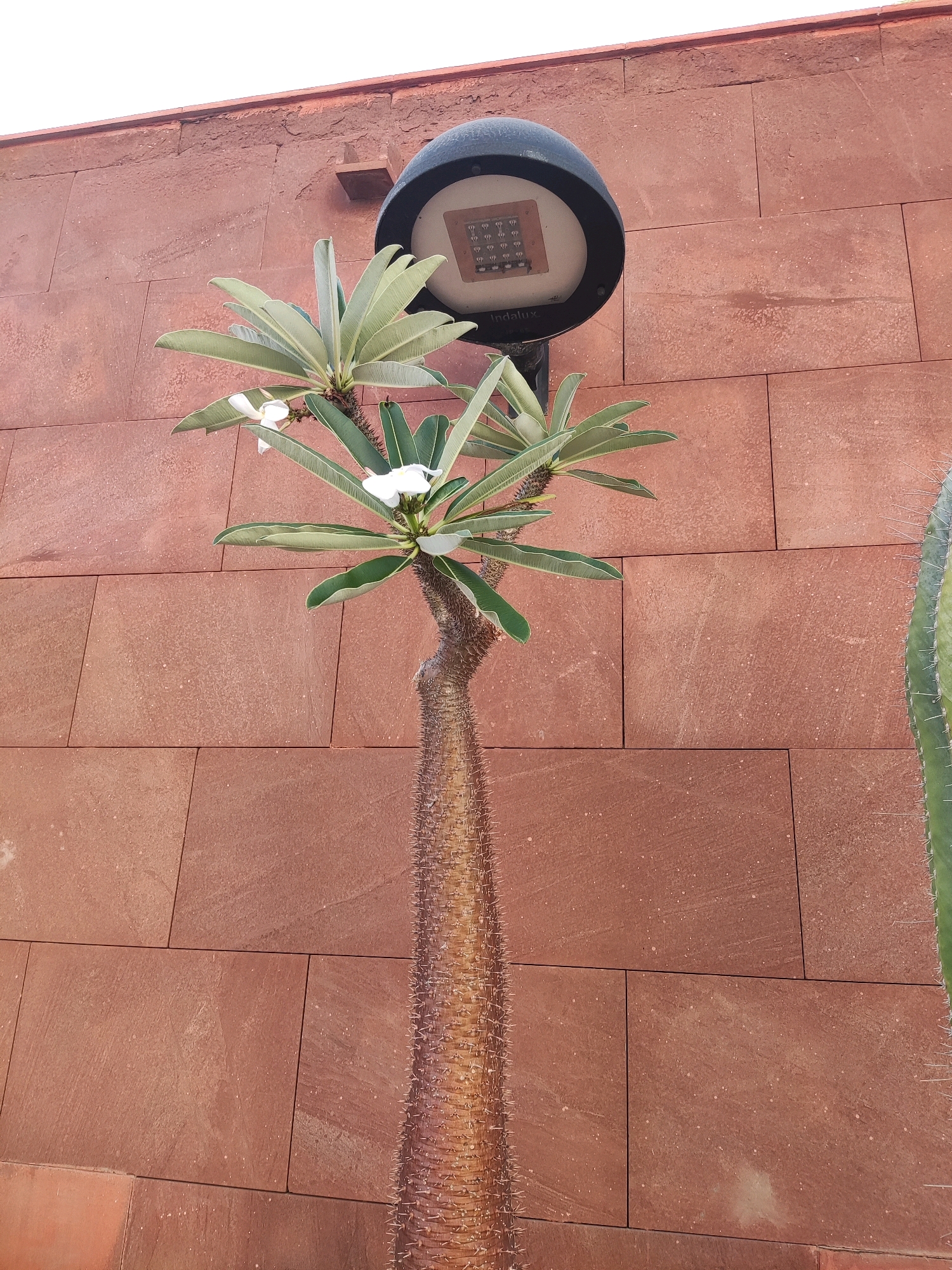 An outdoor, close-up, eye-level, vertical shot shows a spiky, leafless tree trunk leading to a cluster of green leaves and white flowers. The tree is in front of a reddish-brown brick wall. Above the tree, a black outdoor light fixture is visible. A portion of a green cactus is visible on the right side of the image. The scene is likely in Costa Adeje, Spain.
