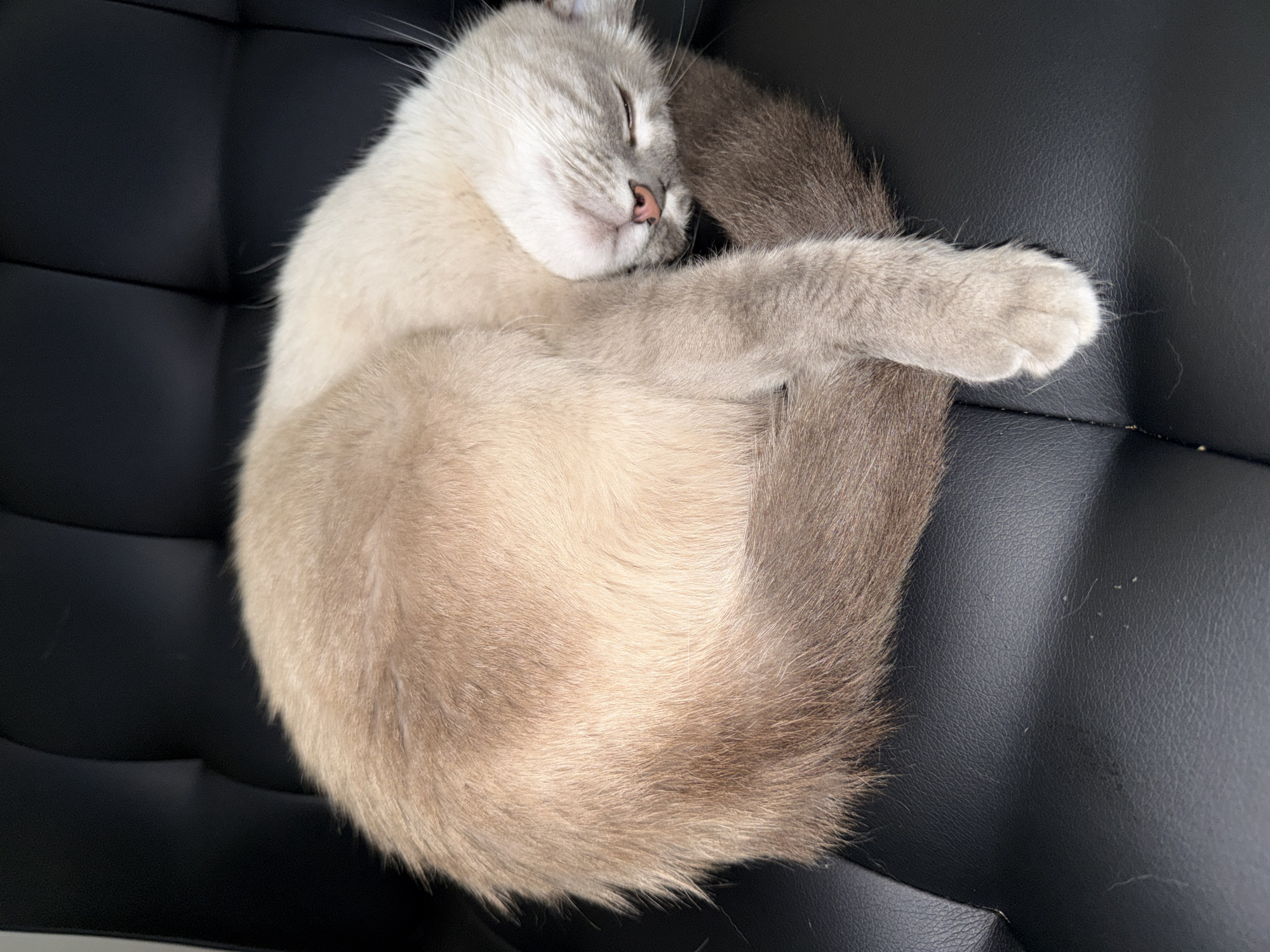A light brown and grey cat is curled up asleep on a black leather chair. The cat's body is mostly a lighter brown with darker grey areas on its tail and lower body. Its head is tucked in, with its nose and mouth facing towards its tail. The cat's eyes are closed. The chair is a dark black with a textured leather surface. There are some light-colored hairs visible on the surface of the chair. The image appears to be taken indoors, in a domestic setting. There is no visible indication of the specific location within the city of Pittsburgh, United States of America.