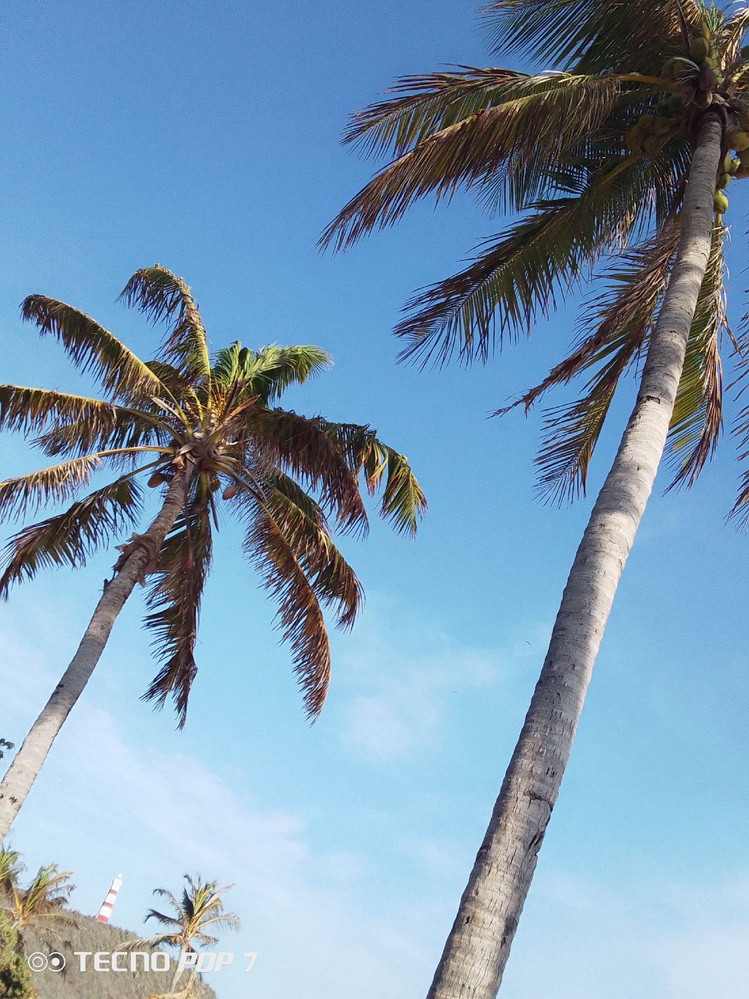 This image presents a vibrant, upward-looking view of a tropical scene in Pedro González, Venezuela, dominated by two tall palm trees against a clear blue sky. The prominent palm tree on the right features a thick, light-colored trunk extending diagonally upwards, with numerous green coconuts clustered among its fronds. Another large palm tree is visible on the left, also seen from a low angle, its fronds a mix of green and brown.
In the lower left background, a verdant hillside is visible, topped by a distinctive red and white striped lighthouse. Several smaller palm trees are scattered across the hillside. The sky is a brilliant, deep blue with a few faint, wispy clouds, indicating bright, sunny weather, likely during the late morning or early afternoon. No specific activity or event is taking place; the scene captures the static beauty of a coastal landscape. A watermark displaying "OO TECNO POP 7" is present in the bottom left corner of the image.