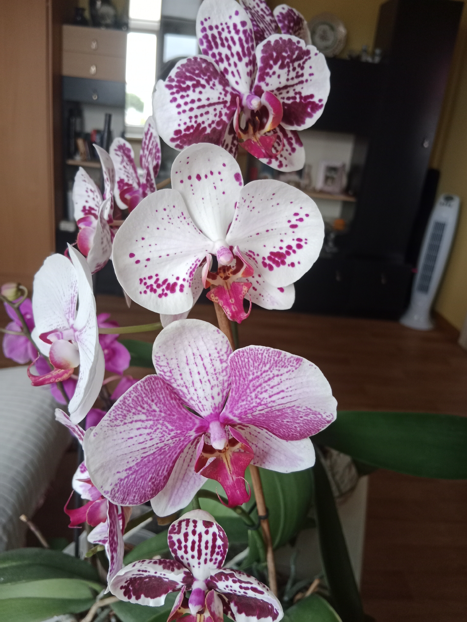 A close-up, eye-level shot showcases a cluster of blooming Phalaenopsis orchids, also known as moth orchids, exhibiting their characteristic white petals with vibrant pink or deep purple speckles and stripes. The flowers are arranged on a stem, with several blooms in focus and others slightly out of focus in the background. The lighting suggests an indoor environment, possibly a residential setting, as indicated by the blurred background elements including what appears to be furniture, a cabinet, a window with natural light filtering through, and a tall, white electric fan. The arrangement of the orchids is natural, with some leaves visible in the lower portion of the frame. This image is captured in a domestic setting, with no specific identifiable landmarks or features to place it within Bydgoszcz, Poland.