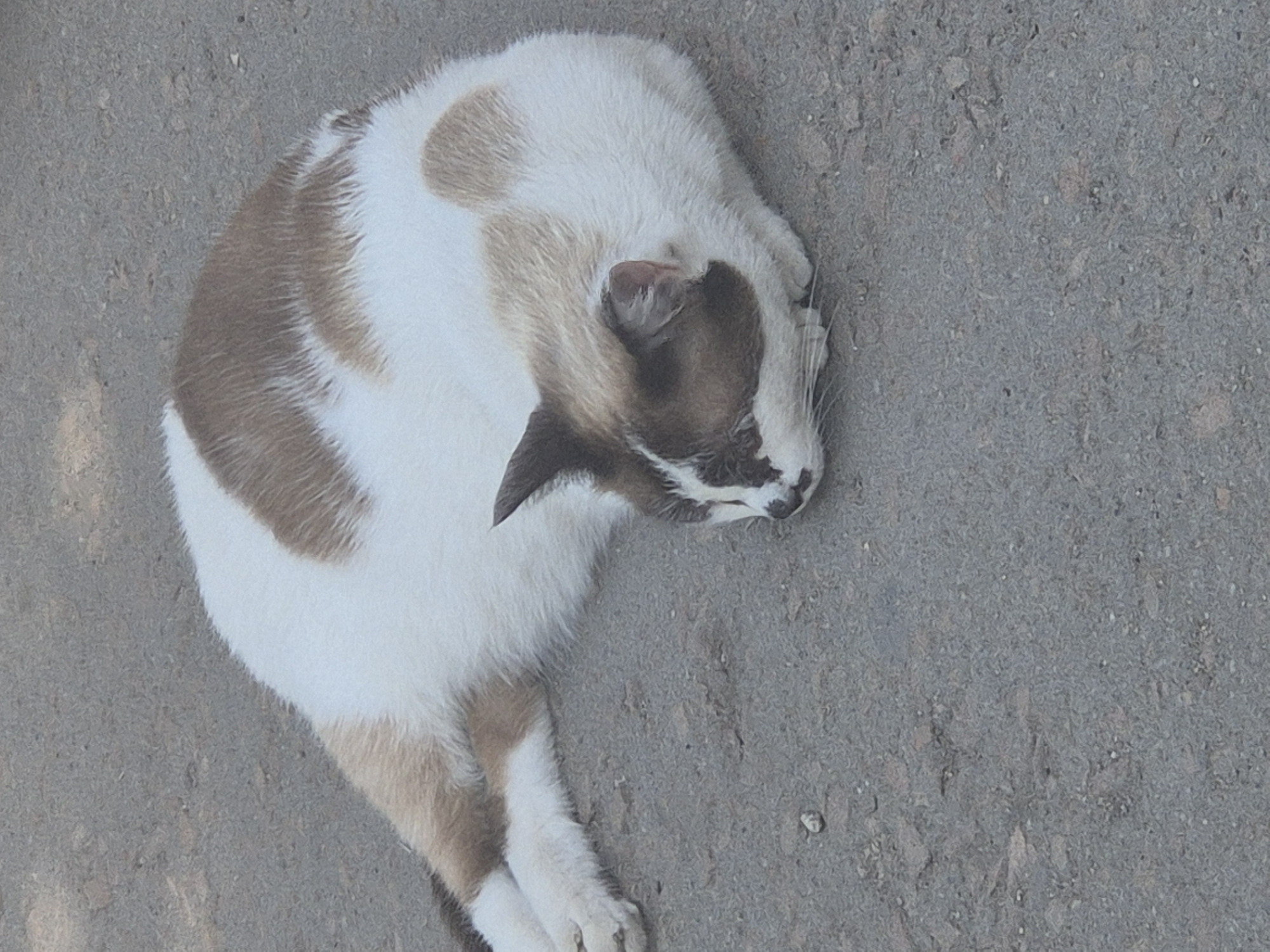 A cat with white and brown patches is lying on a grey asphalt surface. The cat is curled up with its head resting on its paws. The background is a blurry grey asphalt. The scene is outdoors. There is no indication of location within the city of Kokshetau, Kazakhstan.
