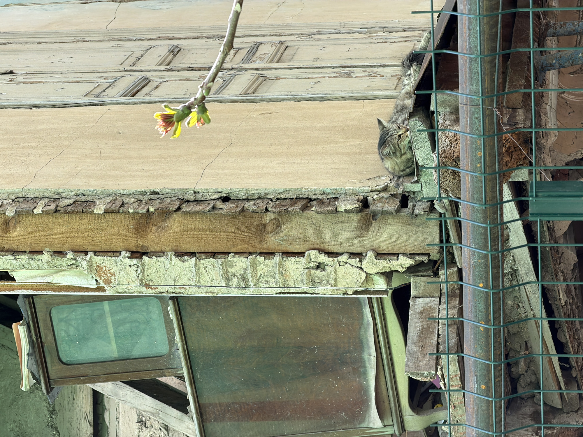A close-up, slightly tilted shot shows part of a decaying building with a tabby cat perched on the edge. The structure displays peeling paint and crumbling plaster, with exposed wood and metal supports. A small branch with budding leaves hangs in the upper-left corner. A green wire fence is visible to the right of the cat. The location is likely Tbilisi, Georgia, based on the architecture and style of decay common in the city.