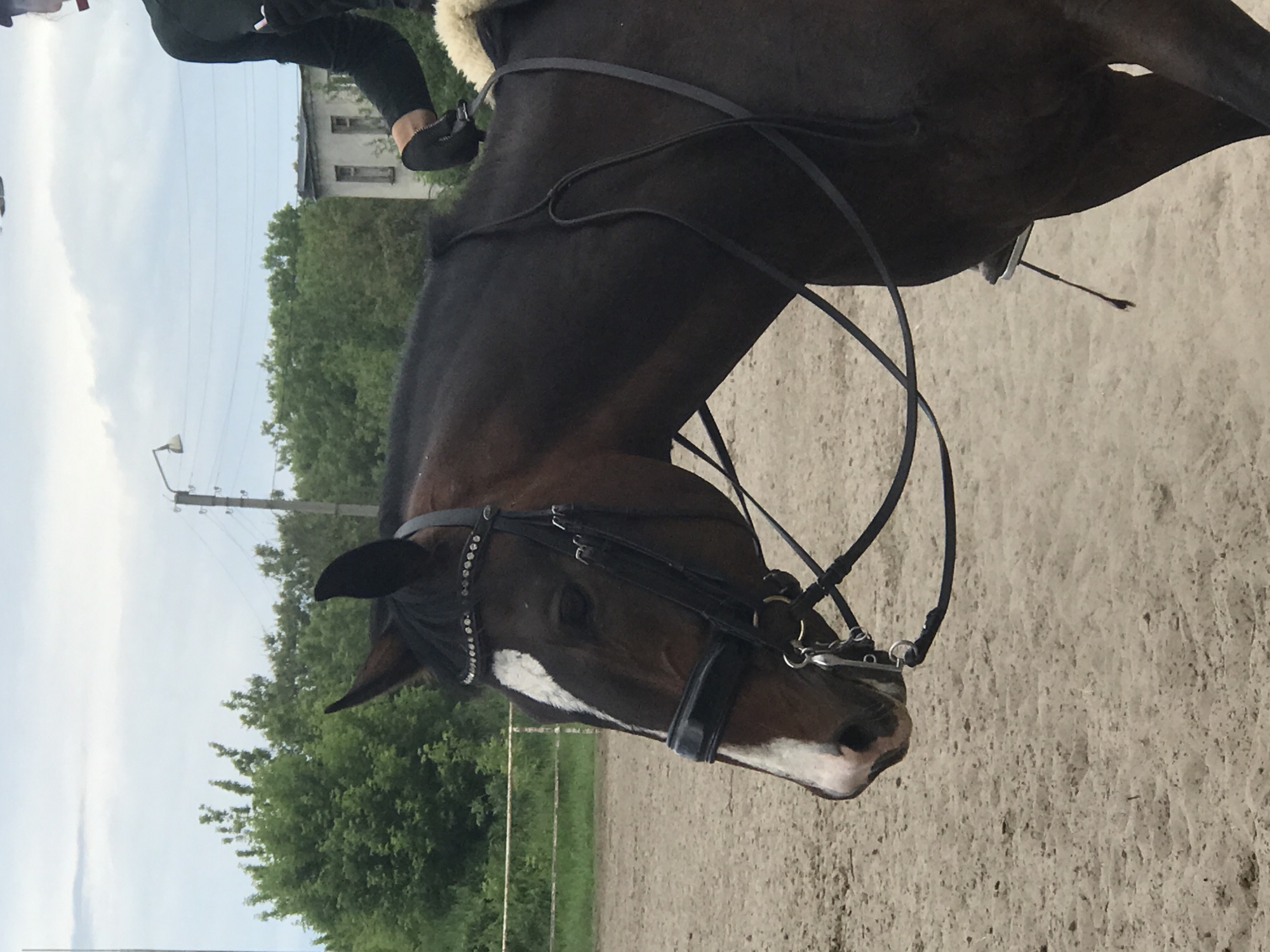 The image displays a close-up, side-profile view of a dark brown horse being ridden outdoors. The horse, oriented towards the right, features distinctive white markings, including a prominent blaze on its face and white areas around its muzzle. It is outfitted with a black bridle, complete with reins and a bit, and a browband adorned with decorative studs or rhinestones.
A rider is visible mounted on the horse's back, seen from the torso downwards. The rider is wearing dark pants and dark, low-cut footwear, likely riding shoes or boots. A light-colored, fluffy saddle pad is visible beneath the rider's leg. A black riding crop or whip is tucked into the saddle area, extending downwards.
The setting is an outdoor equestrian arena or training ground, with a light brown, sandy or dirt surface occupying the foreground and right side of the image. The background features lush green trees and foliage, partially obscuring an old building with visible windows. A utility pole with wires stands against an overcast, light grey sky. The scene depicts a daytime activity under diffused light, possibly late afternoon. No specific emotions are discernible, and there is no visible text. The provided context suggests this scene is located in Kharkiv, Ukraine.