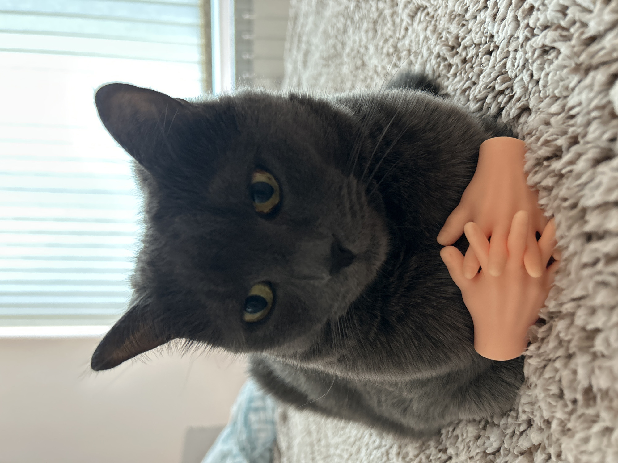 A grey cat is lying on a light-colored, shaggy surface. Two human-like hands are positioned on the cat's chest, with the fingers interlaced. A window with horizontal blinds is visible in the background. The scene appears to be indoors, likely in a home setting. The location is not discernible from the image.