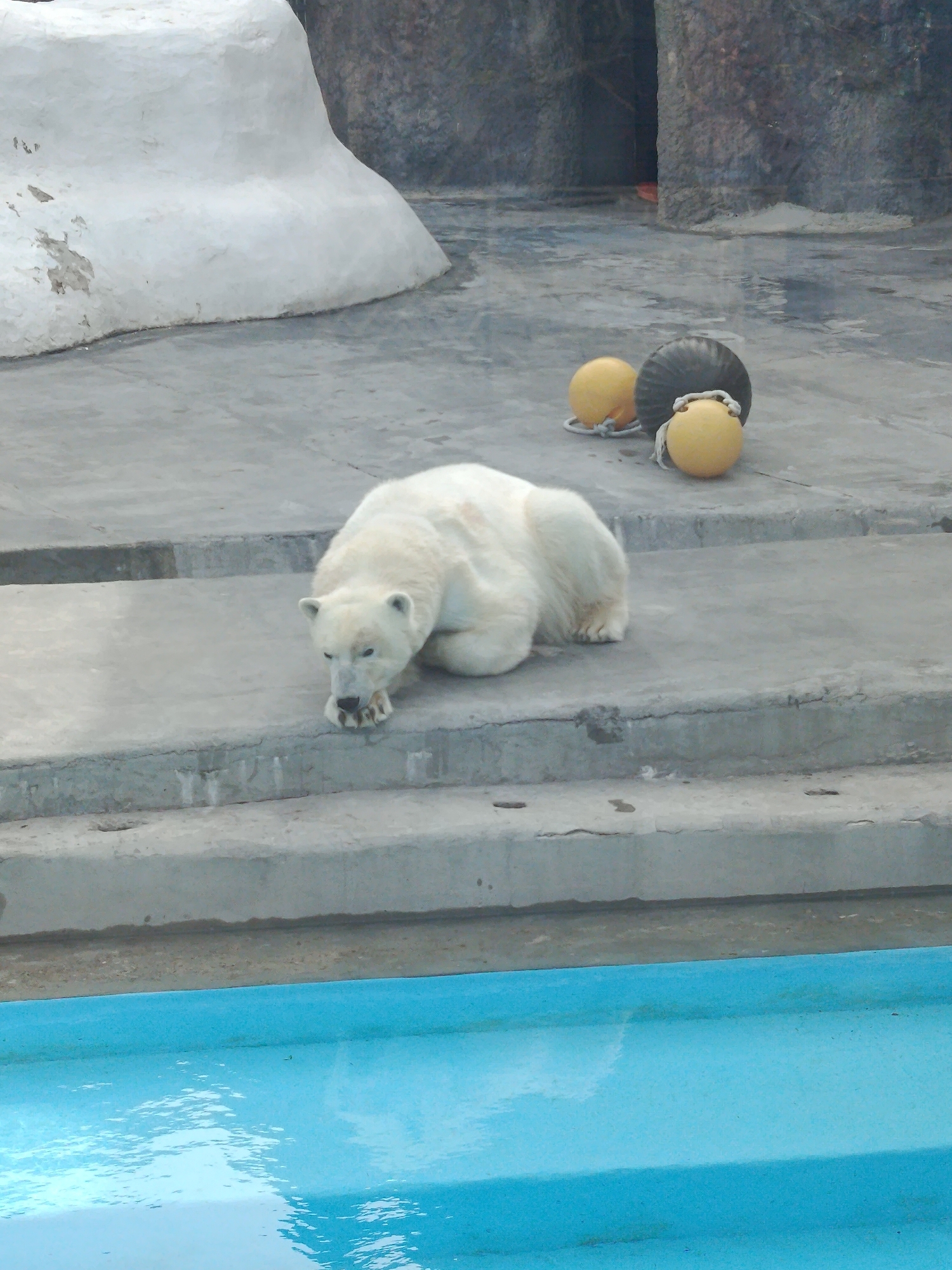 A polar bear rests on a concrete ledge adjacent to a pool of blue water. Behind the bear, there are two yellow buoys connected by a black cylinder. In the background, there is a grey, rocky enclosure and a white, artificial hill. The image was taken in the Izhevsk Zoo, Russia.