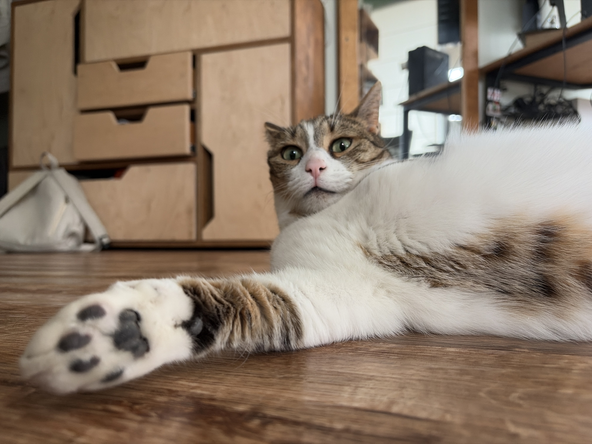 A domestic cat is captured in a low-angle, close-up shot, lying stretched out on a wooden floor indoors. The cat has a white coat with prominent brown and grey tabby markings, particularly on its head, back, and tail. Its front left paw, extended towards the viewer, is white with distinct black paw pads. The cat's head is turned, and it looks directly forward with wide, alert green eyes and a small, pink nose, giving it a curious or slightly surprised expression.
In the blurred background to the left, a light-colored wooden cabinet or set of drawers with cut-out handles is visible, with a white bag resting on the floor in front of it. To the right, also blurred, are wooden shelves holding dark electronic equipment and tangled wires, suggesting a home office or study setting. The floor beneath the cat is composed of medium brown wooden planks. The lighting is bright and appears to be daytime. No text is visible in the image.