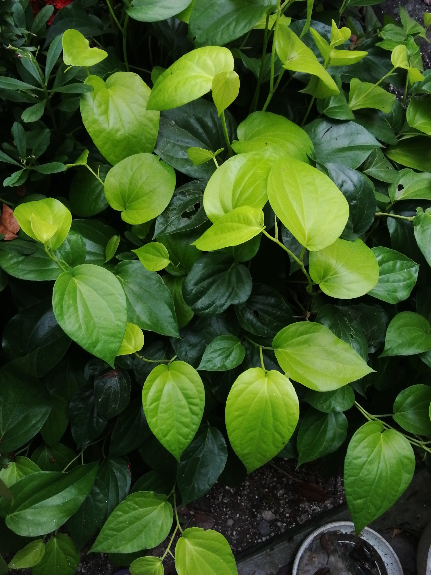 A close-up shot captures vibrant green leaves, varying in hue from light yellowish-green to deep, dark green. The leaves are heart-shaped, with some having a glossy, almost waxy texture. The plants are densely packed together, creating a lush and full appearance. The background is slightly blurred, suggesting a shallow depth of field, with glimpses of a concrete or tiled surface and part of a white container visible. The location is in the city of Unknown, Unknown.