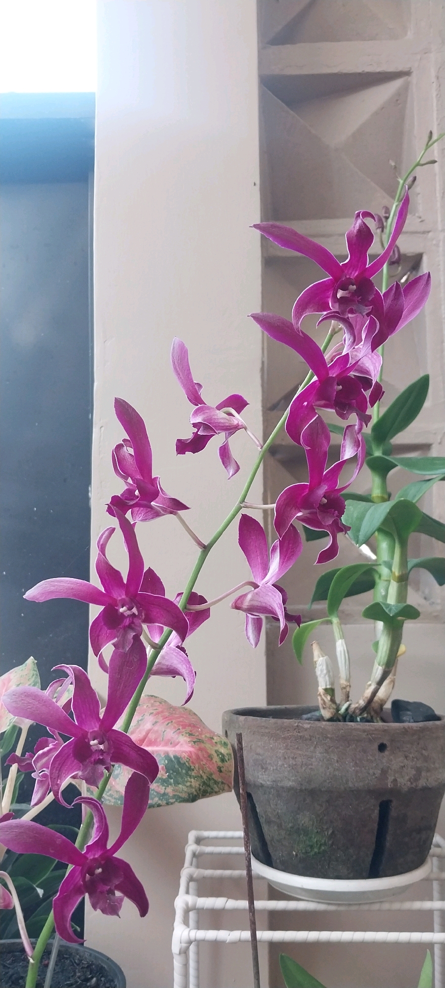 A close-up, eye-level shot captures a spray of vibrant purple orchids in bloom. The orchids are in focus, with their delicate petals and intricate centers clearly visible. One cluster of blooms is in the foreground, while another cascade down the right side of the frame. The orchids are attached to a thin, green stem, which appears to be part of a larger plant.
The plant is housed in a dark, textured pot with ventilation slits. The pot sits on a white, wire shelving unit. To the left of the orchids, a portion of another plant with variegated leaves, featuring pink and green patterns, is visible.
The background is divided into two distinct sections. On the left, a smooth, light-colored wall transitions to a dark, reflective surface, possibly a window or a door. On the right, a textured, beige wall with a geometric pattern provides a backdrop. The lighting suggests an indoor environment, possibly a shaded outdoor patio or balcony. The scene appears to be located in Kloncing, Indonesia, given the context provided. There are no people visible in the image.