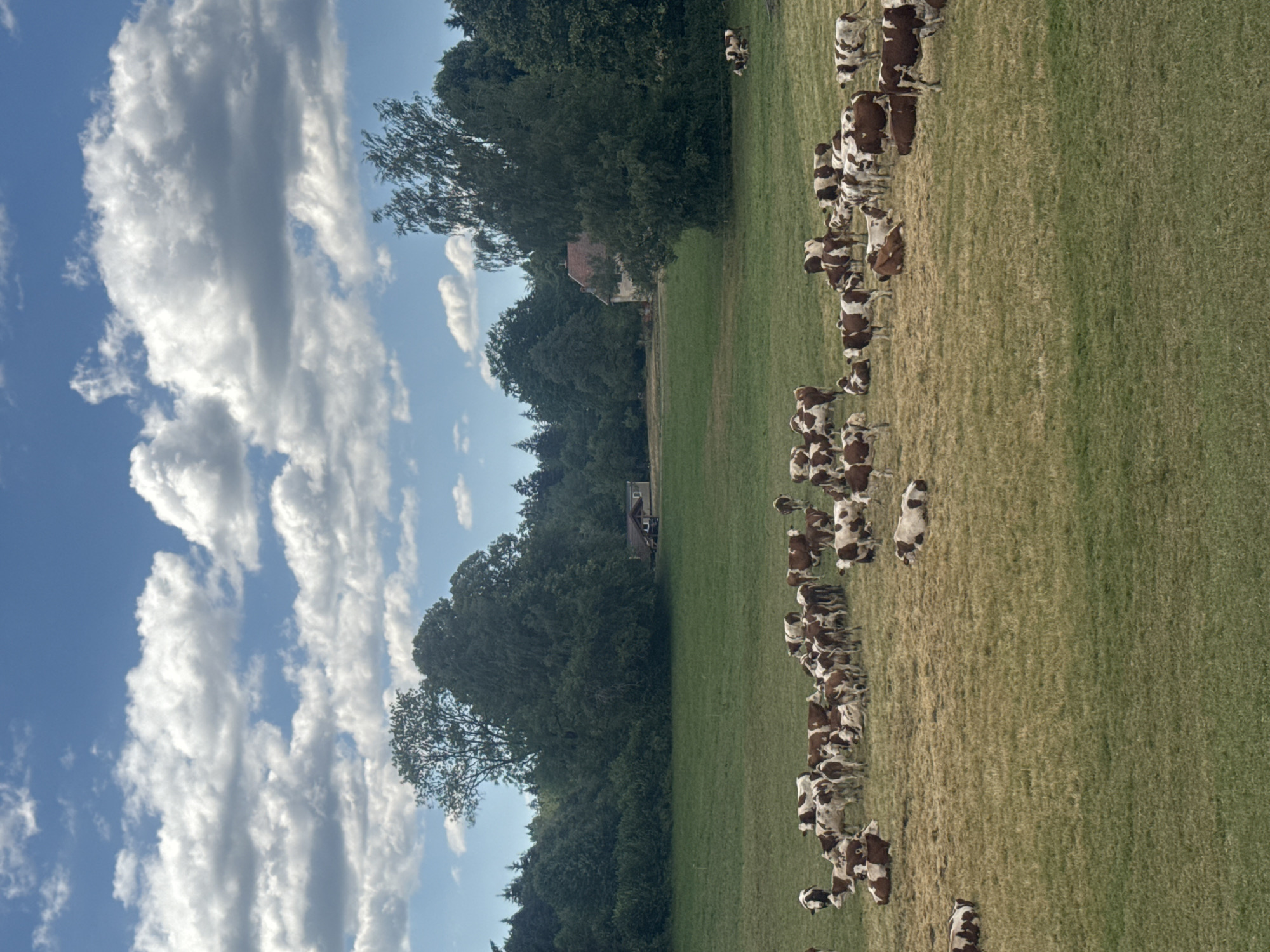The image shows a pastoral scene with a herd of brown and white cows grazing in a dry, grassy field. In the background, there are trees and a few buildings, including a house with a red roof and a smaller structure. The sky is blue with scattered white clouds. This scene is located in the city of Longchaumois, France. There are no people visible in the image.