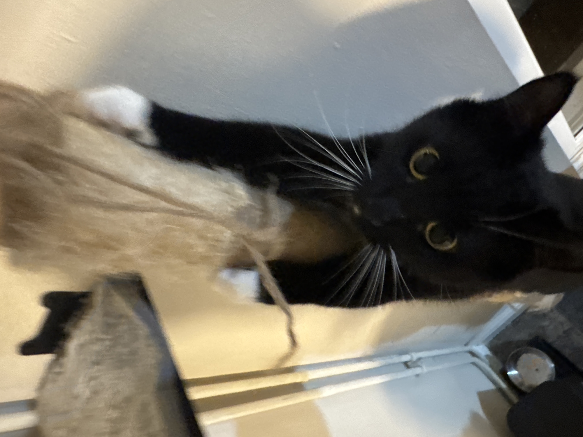 A black and white cat is lying on a beige cat tree, viewed from a low angle. The cat has white paws and prominent white whiskers. Part of a gray object is visible on the left side of the frame. The background consists of a white wall and what appears to be part of a white shelf or structure. A small, round, metallic object is partially visible in the lower right corner. There is no information to determine the image location in Desborough, United Kingdom.